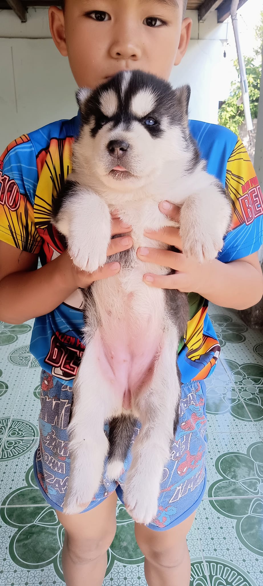ขายน้องไซบีเรียน