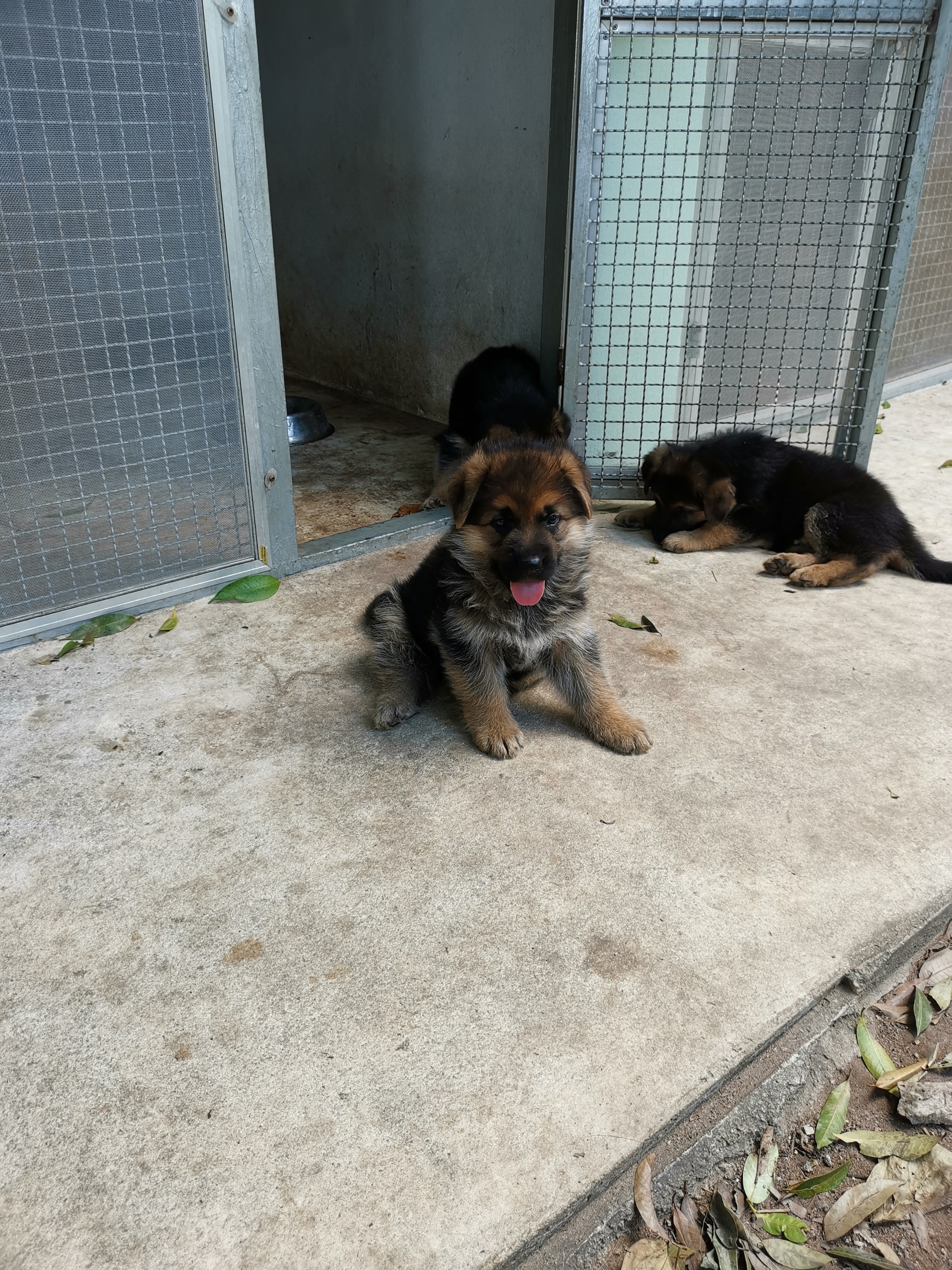 ขายลูกสุนัขเยอรมันเชฟเพิร์ด​