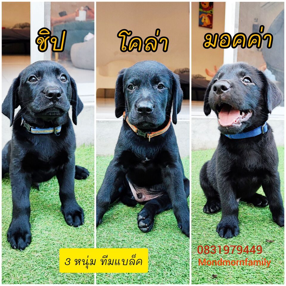 ลูกลาบราดอร์แท้