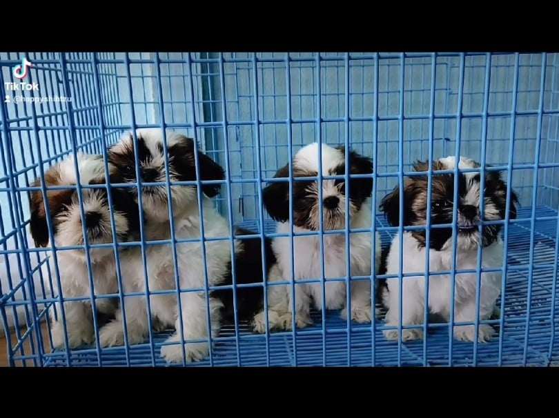 ชิสุแท้