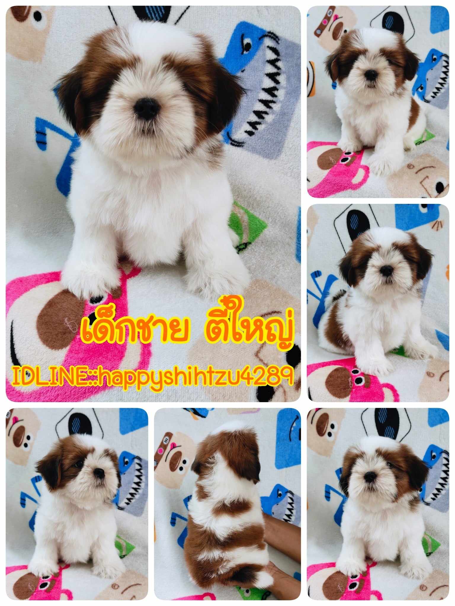 ชิสุแท้