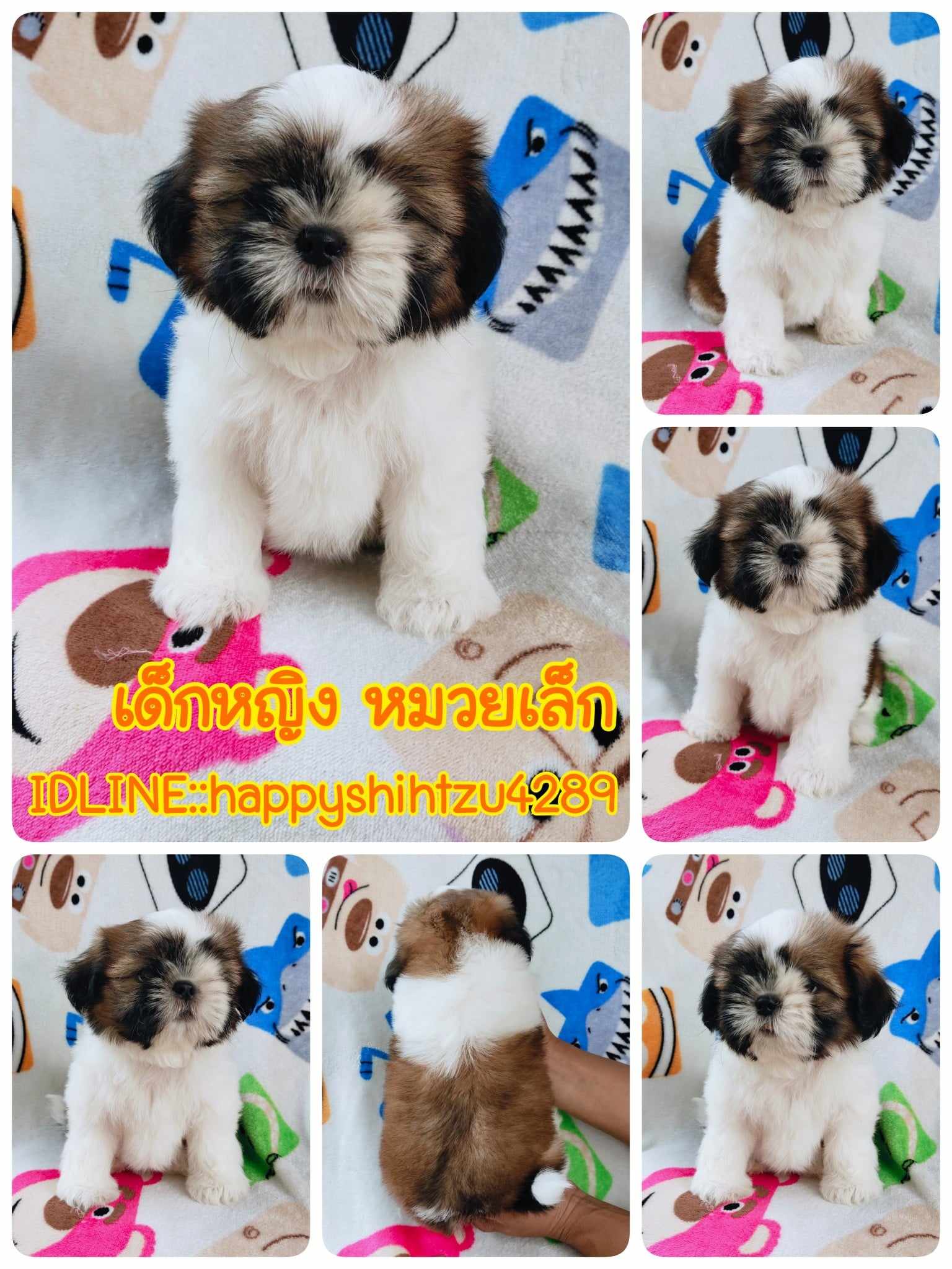 ชิสุแท้