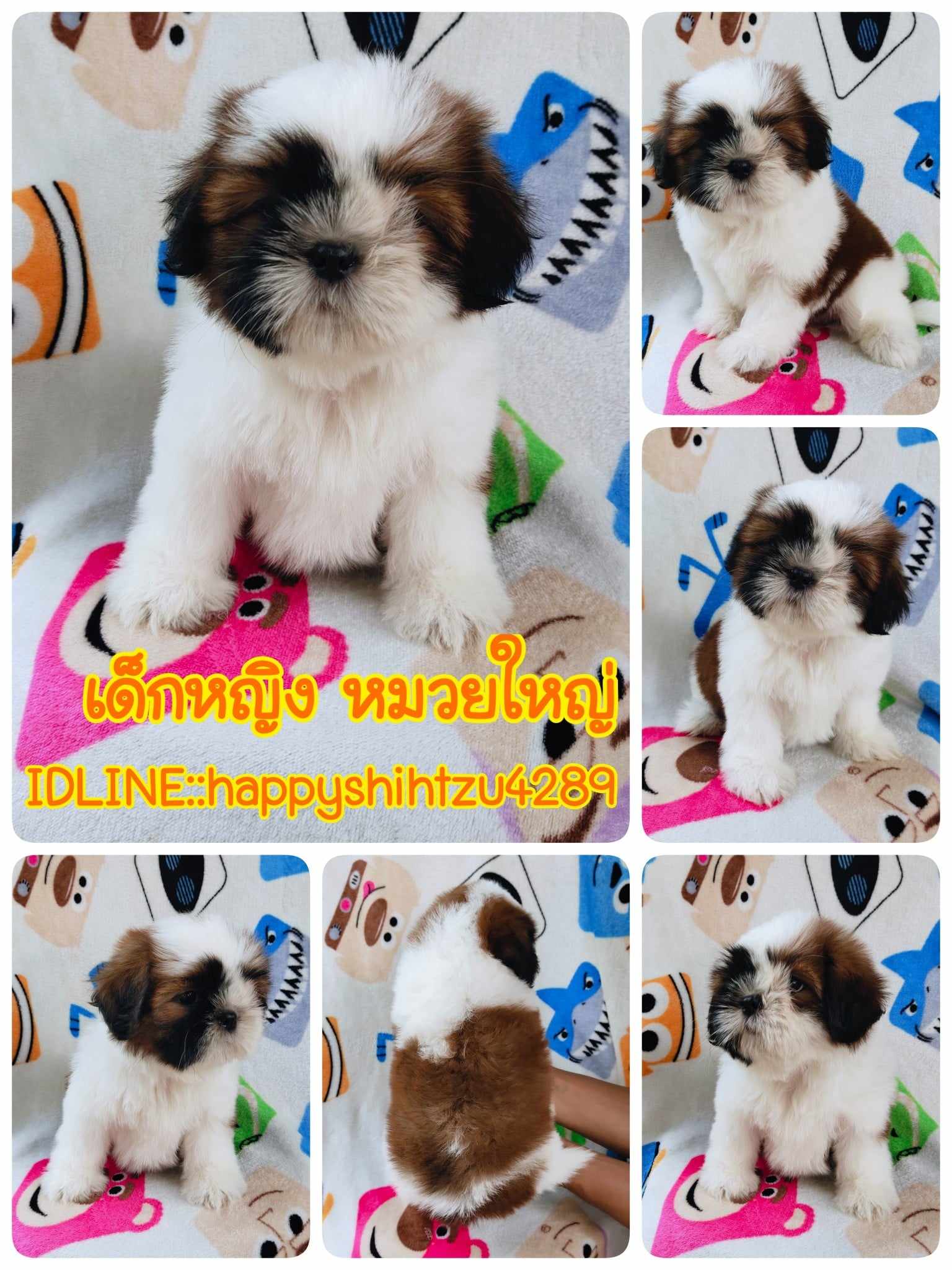 ชิสุแท้