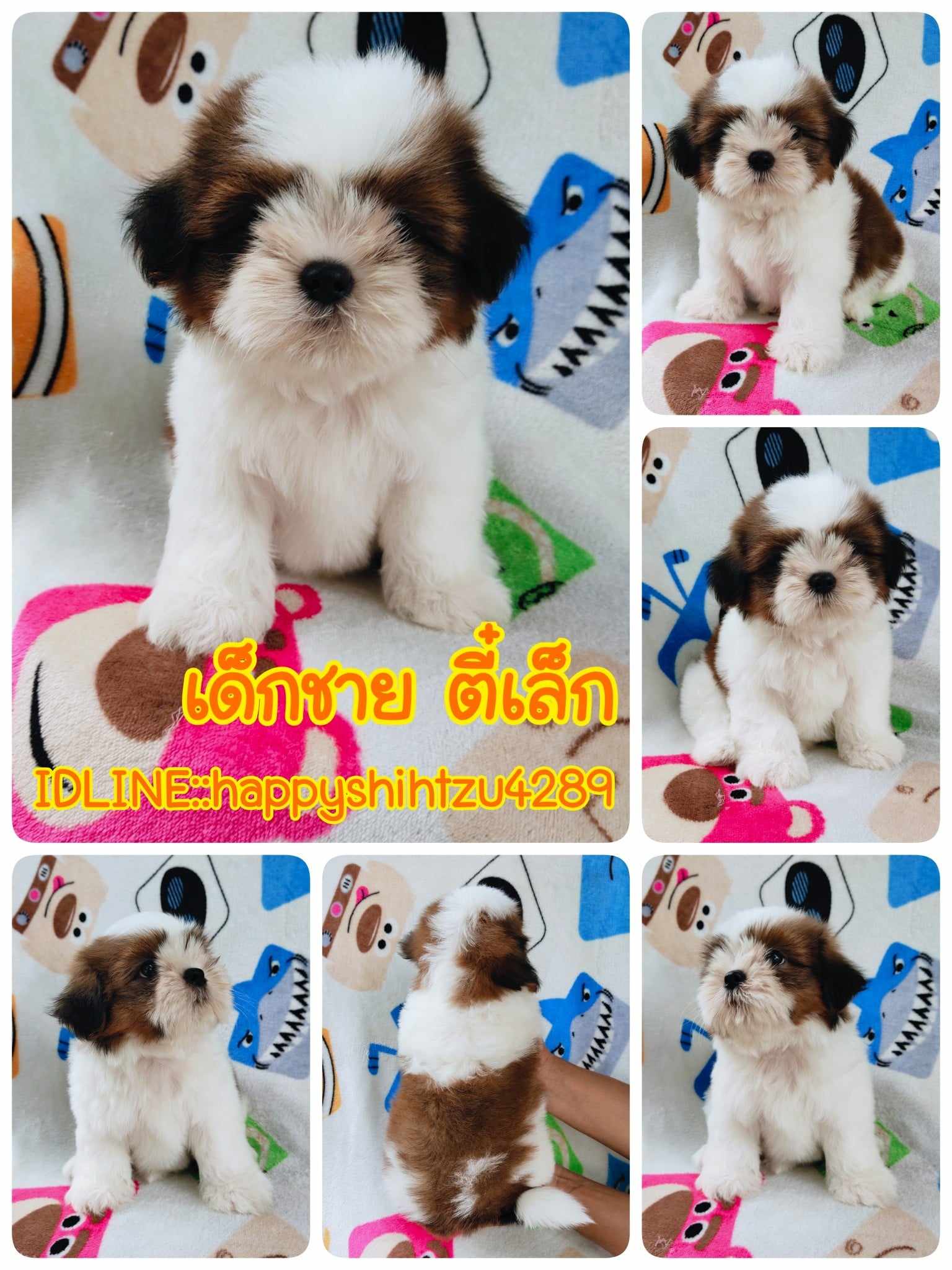 ชิสุแท้