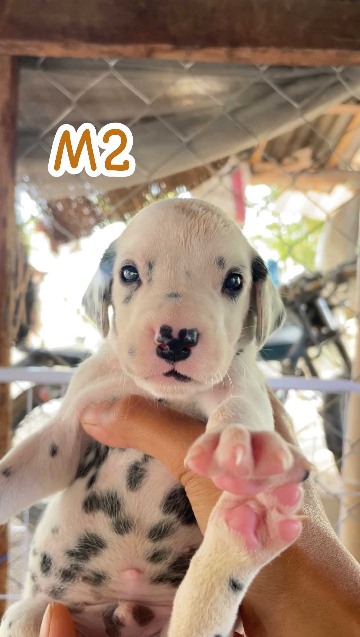ลูกสุนัขพันธุ์ดัลเมเชียนแท้