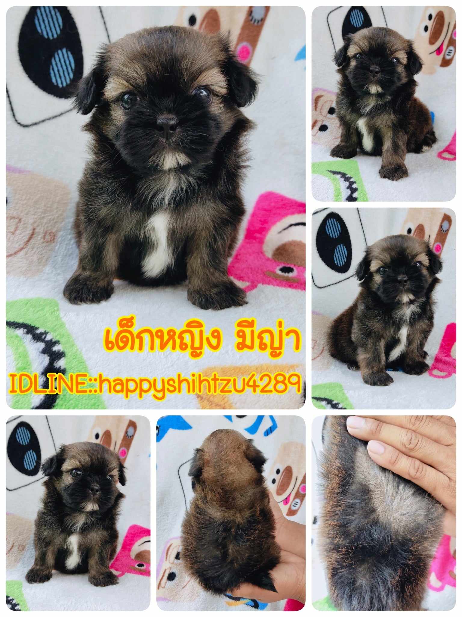 ชิสุผสมปอม3500.-ส่งฟรีกทม.มีปลายทาง