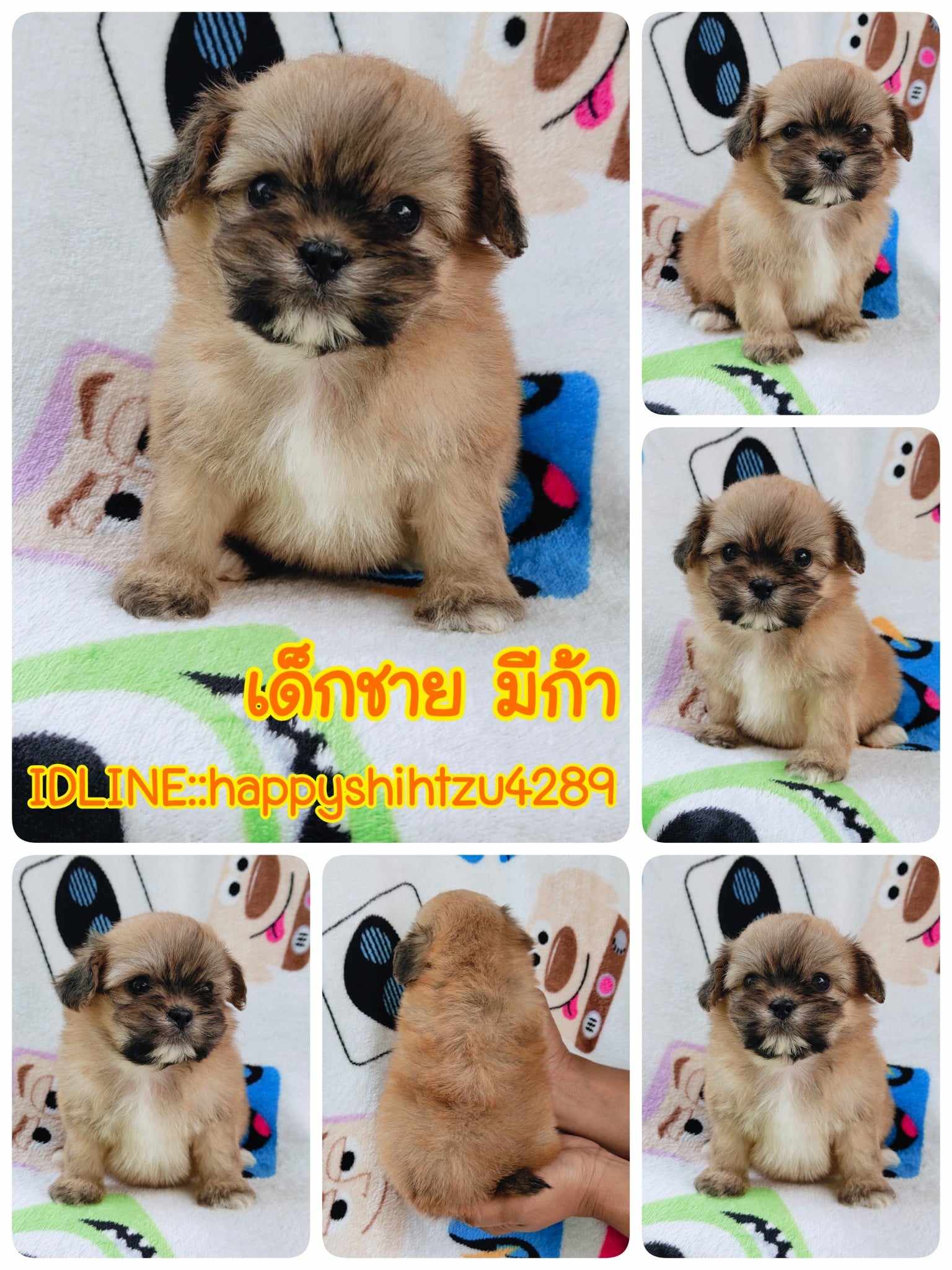 ชิสุผสมปอม3500.-ส่งฟรีกทม.มีปลายทาง