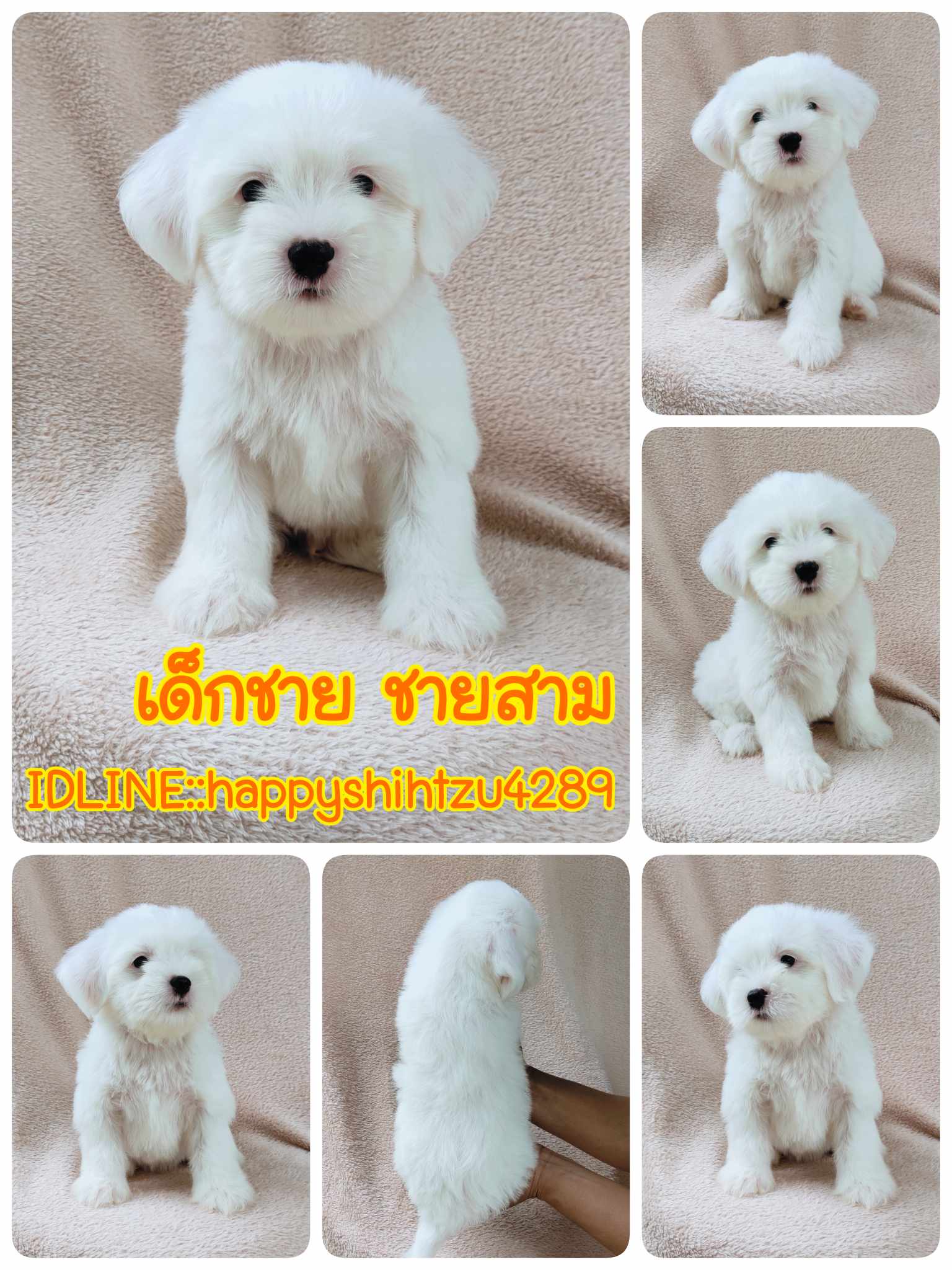 ชิสุผสมพุดเดิ้ล3500.-ส่งฟรีกทม.มีปลายทาง