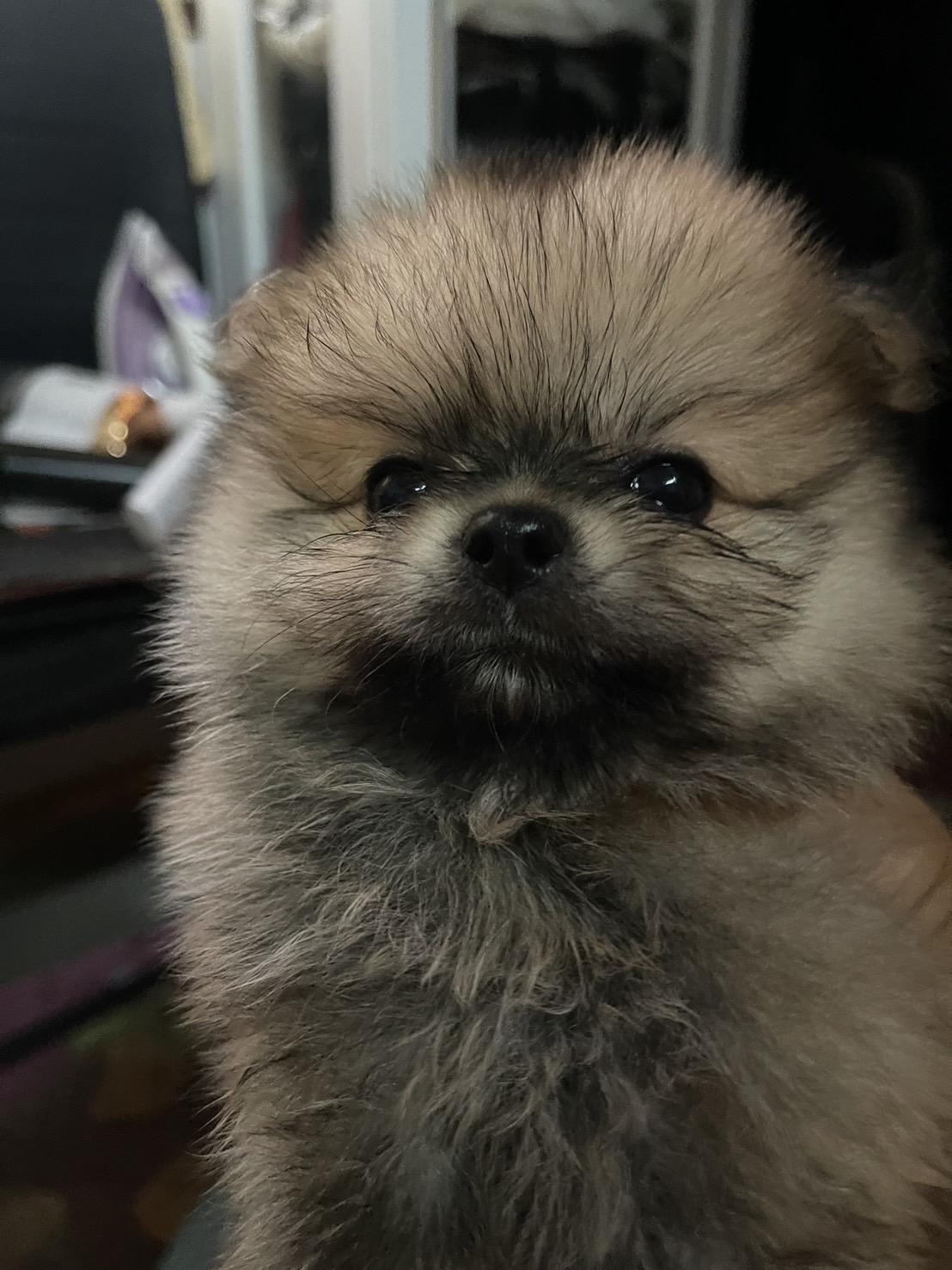ขายปอมปอม