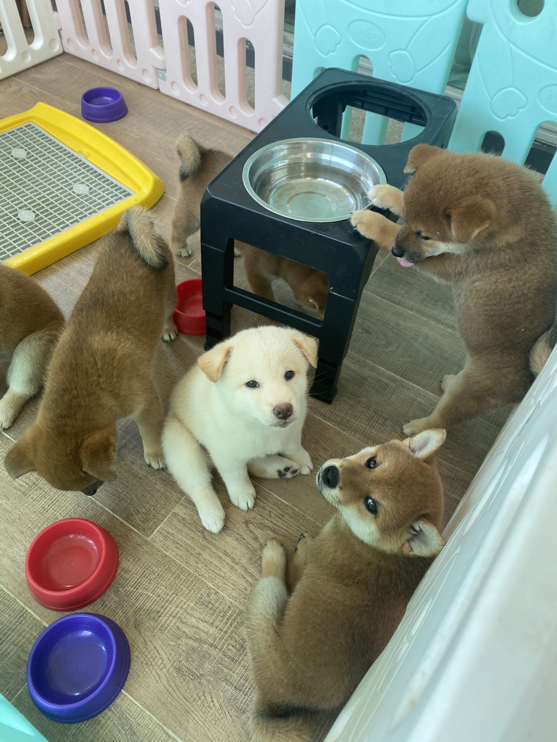 ลูกสุนัขชิบะอินุ