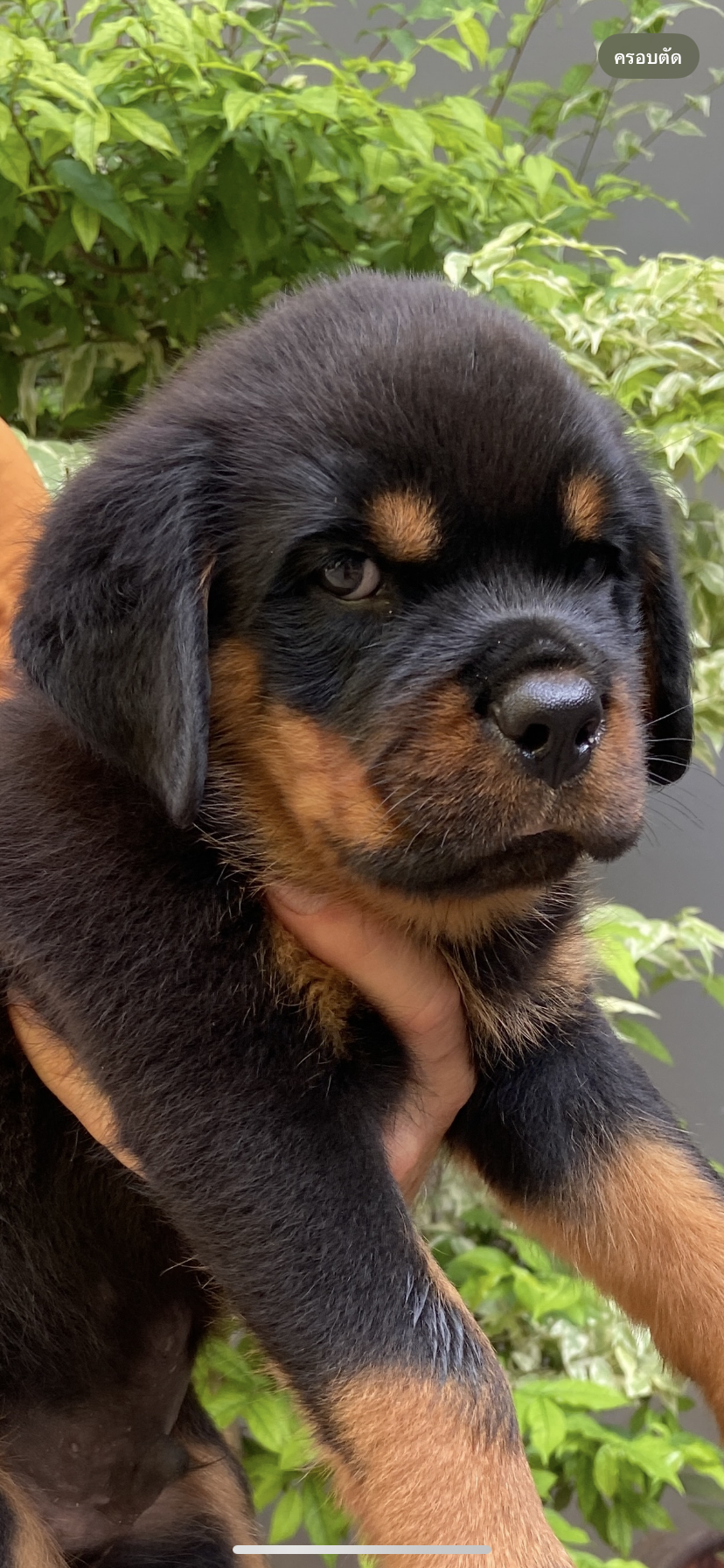 Rottweiler