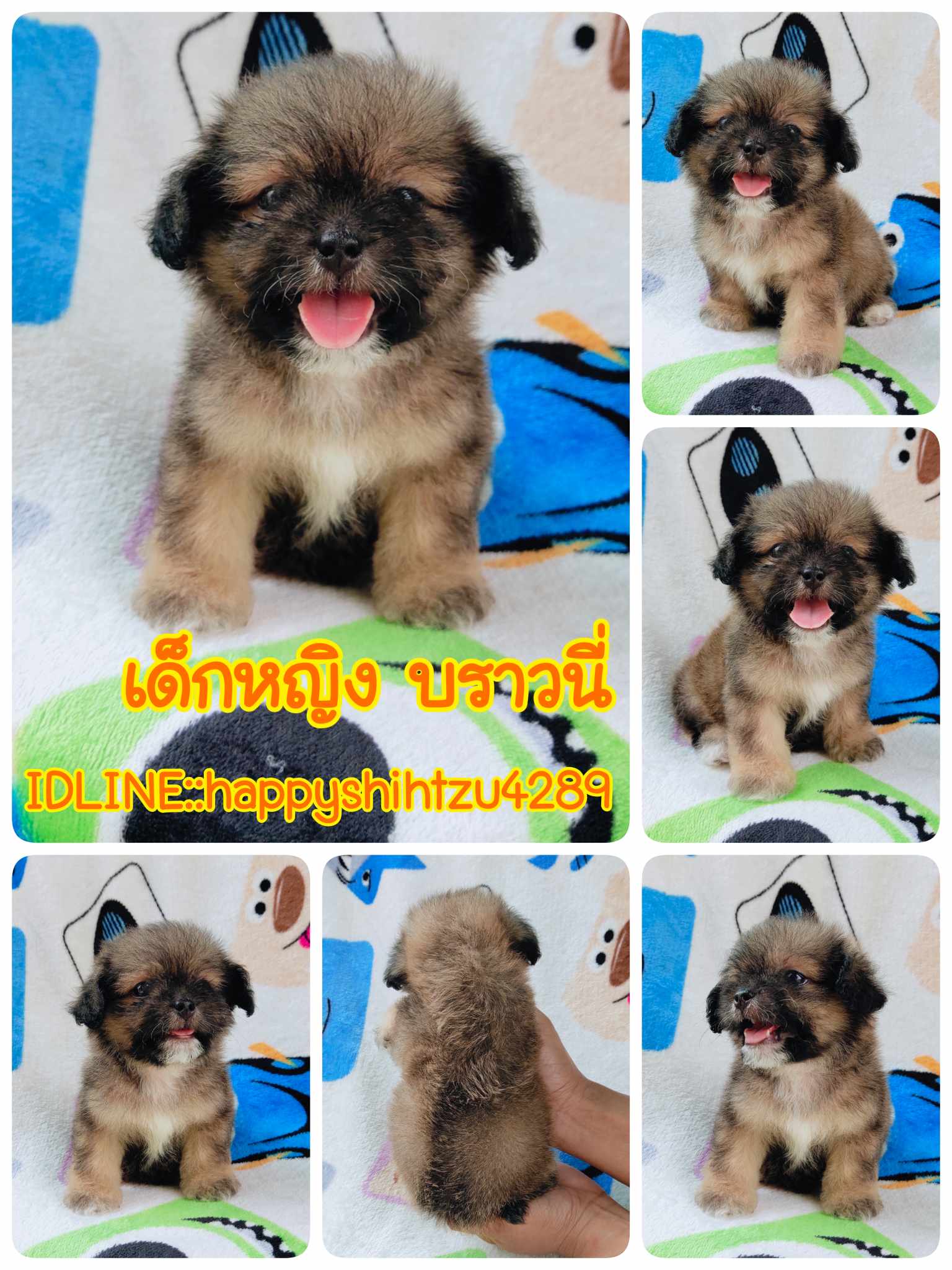ชิสุผสมชิวาวา2900.-ส่งฟรีกทม.มีปลายทาง