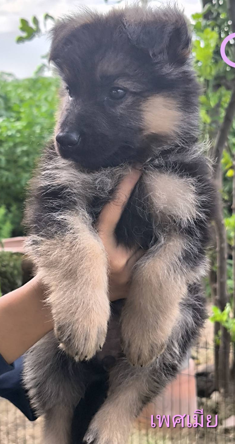 ขายลูกสุนัขพันธ์เยอรมันเชพเพิร์ด