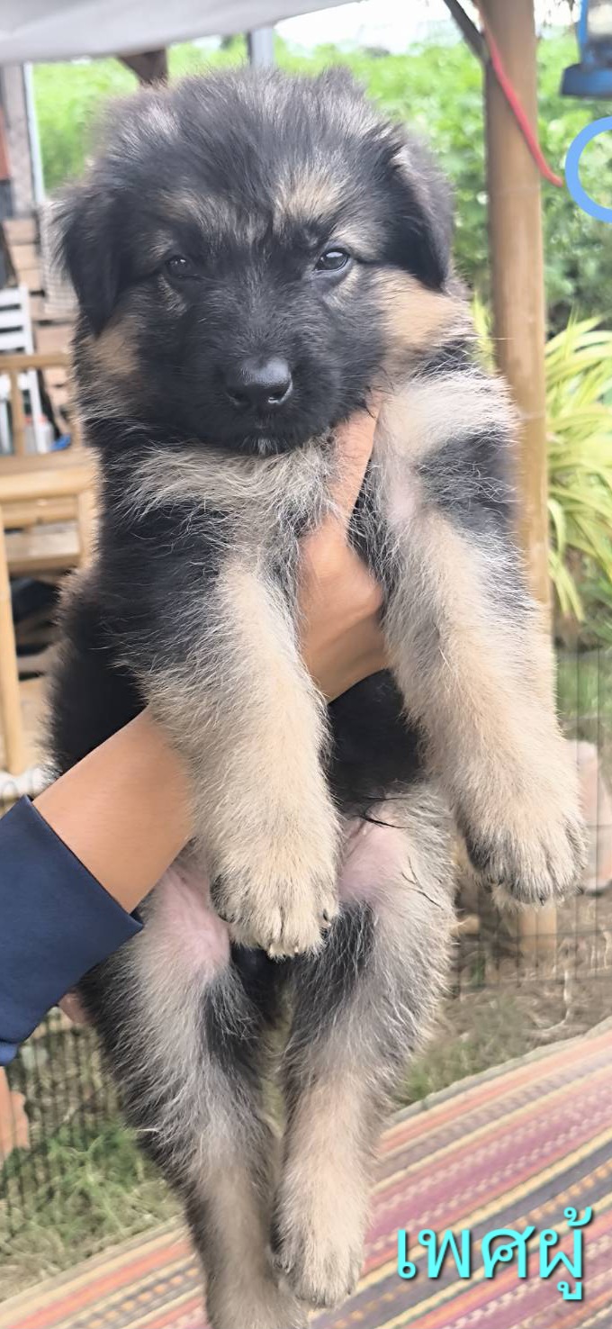 ขายลูกสุนัขพันธ์เยอรมันเชพเพิร์ด