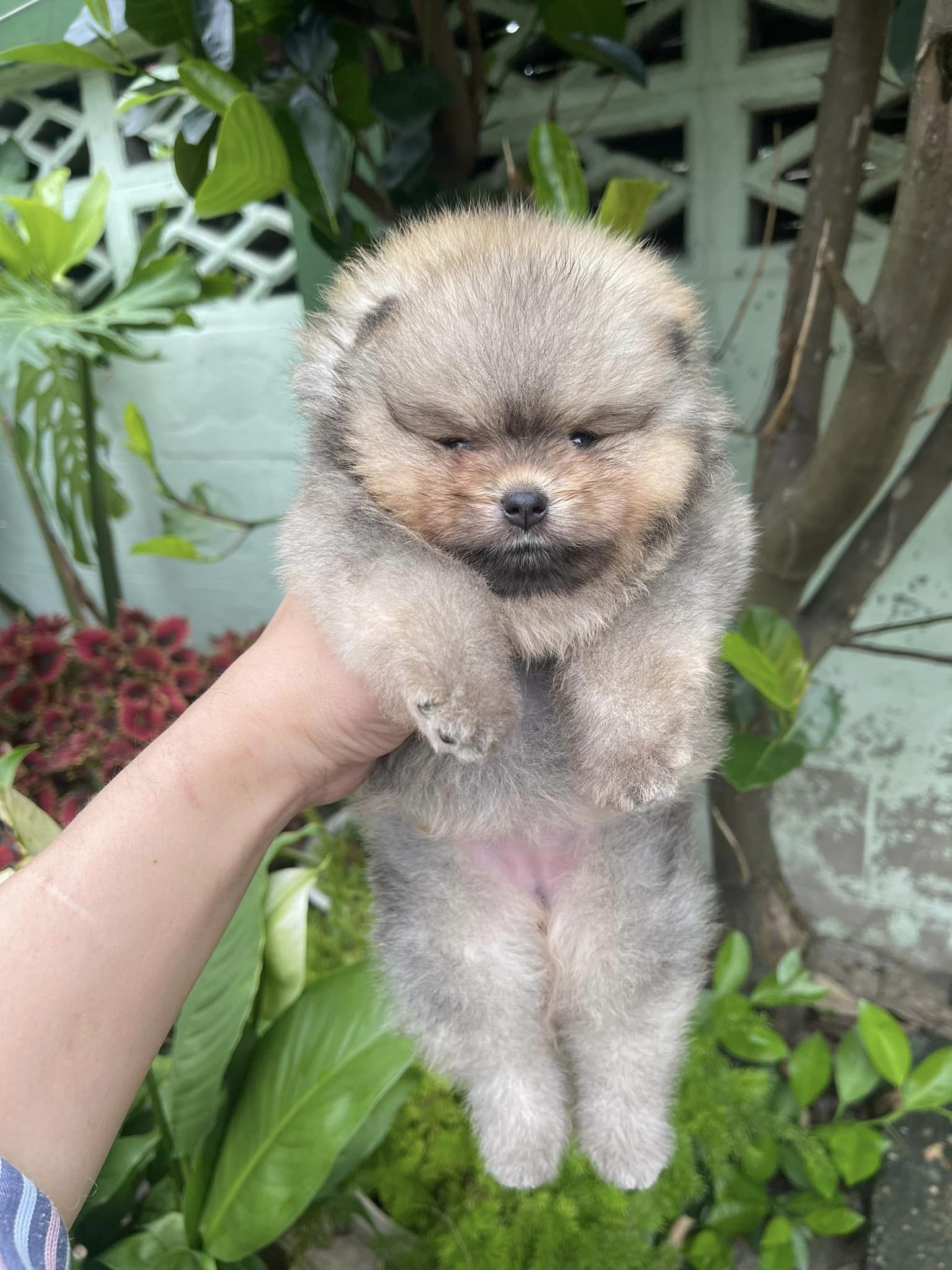 ปอม