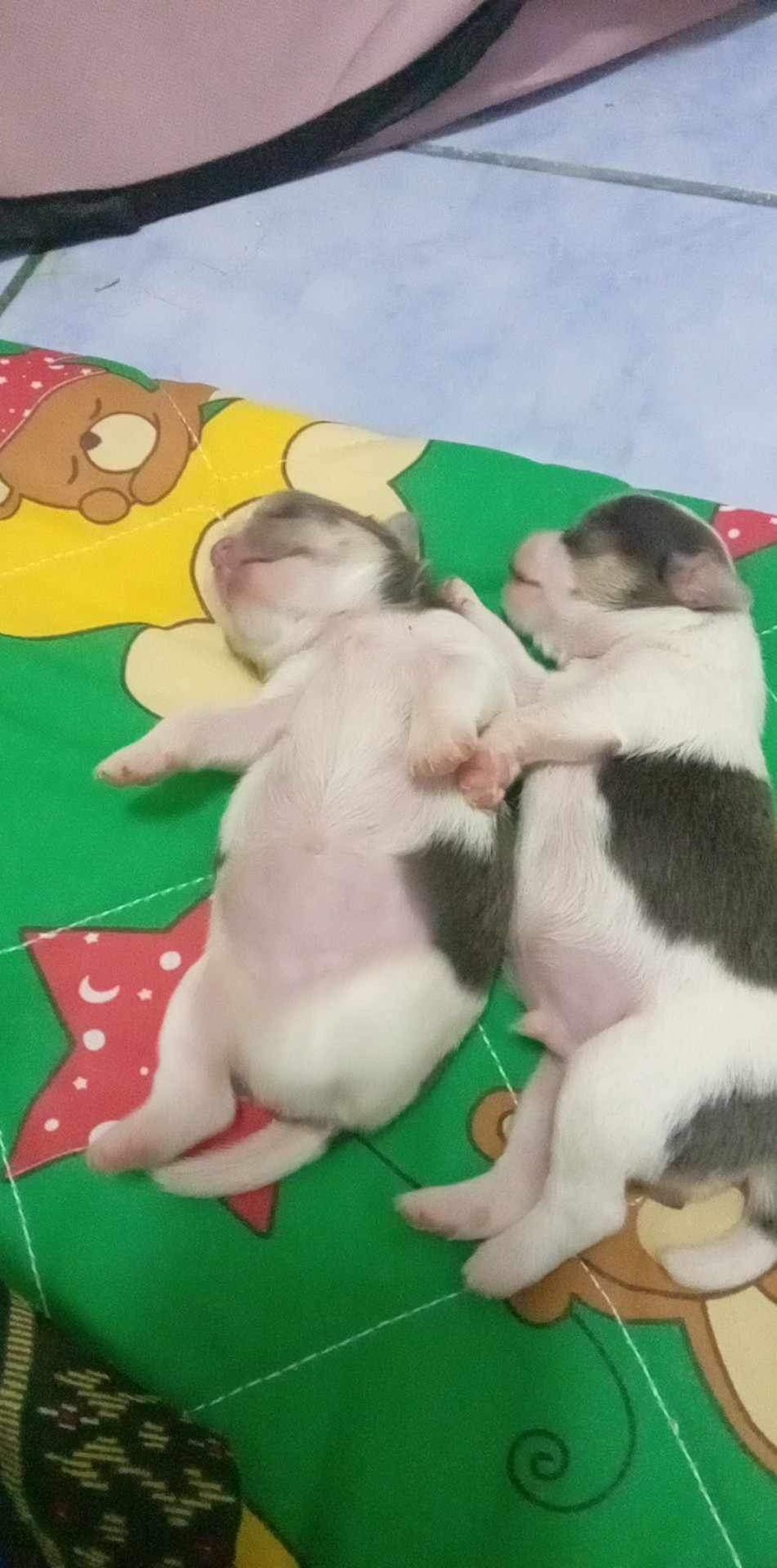 ขายน้องชิวาวา(