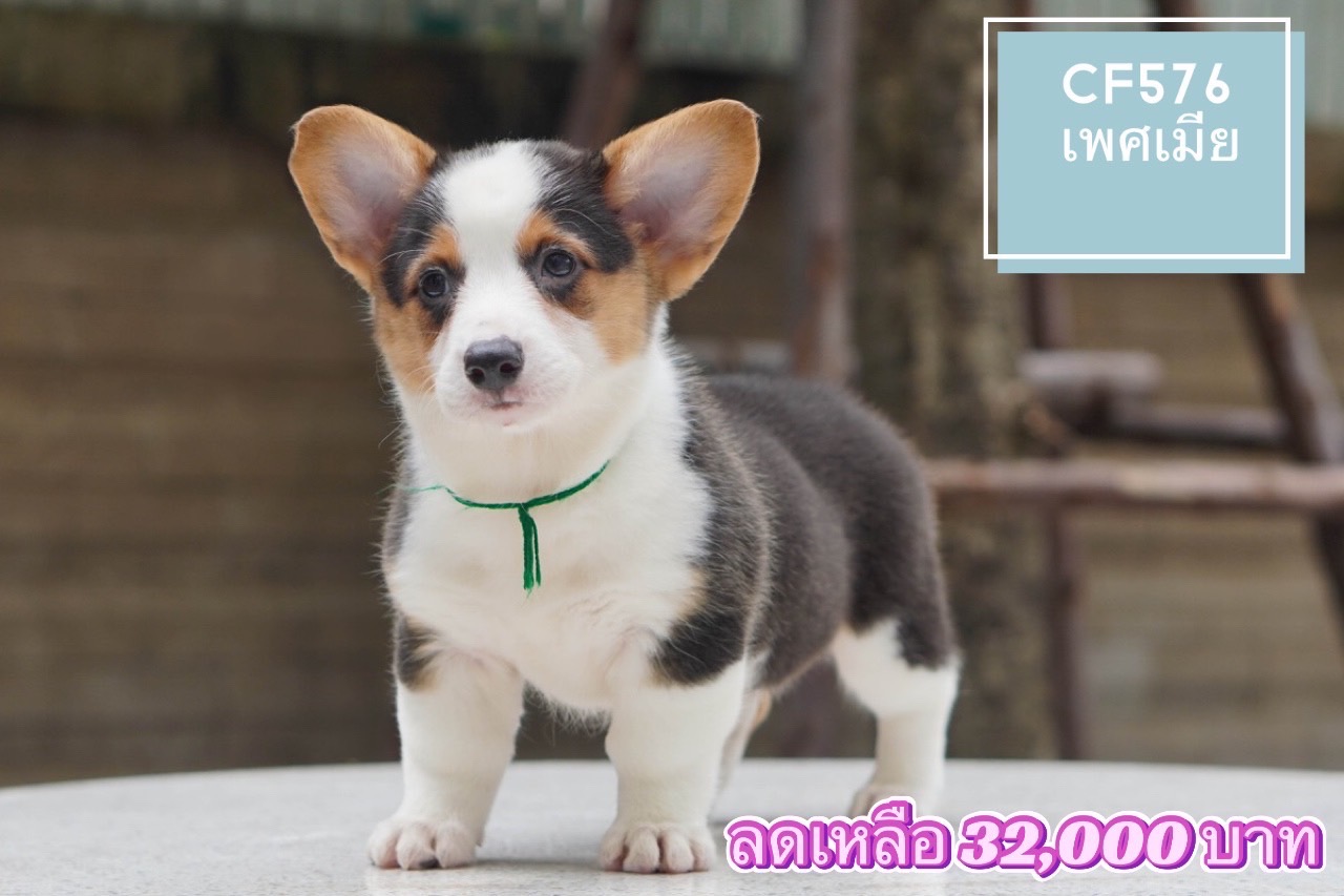 ลูก