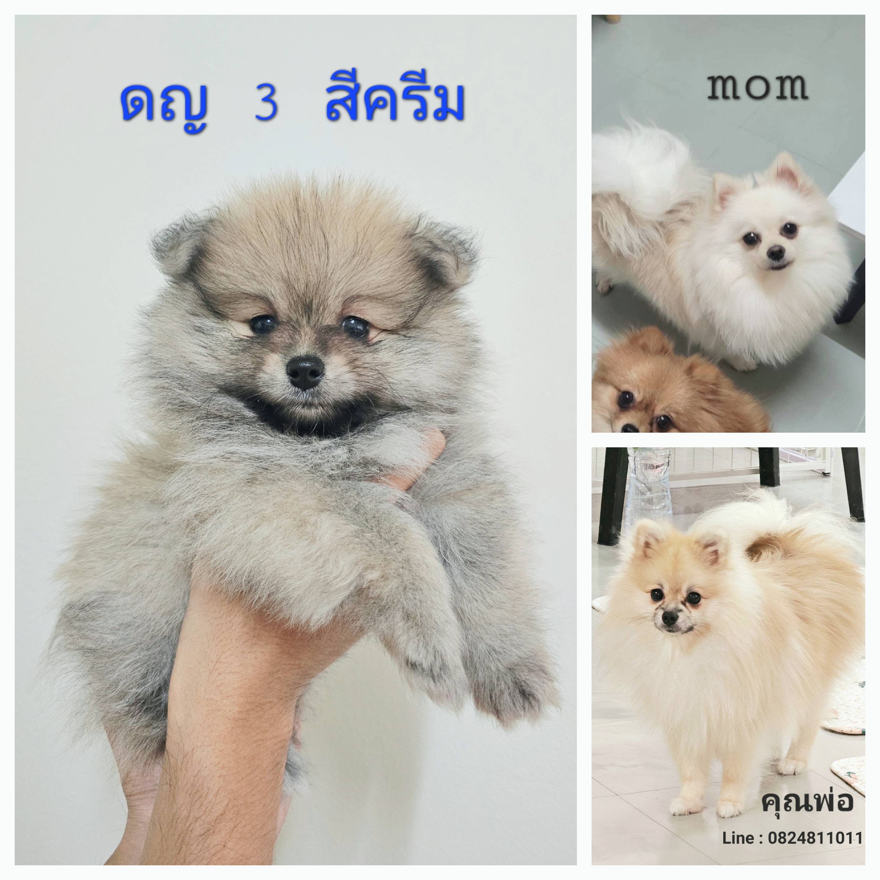 สุนัขปอมเมอเรเนียน