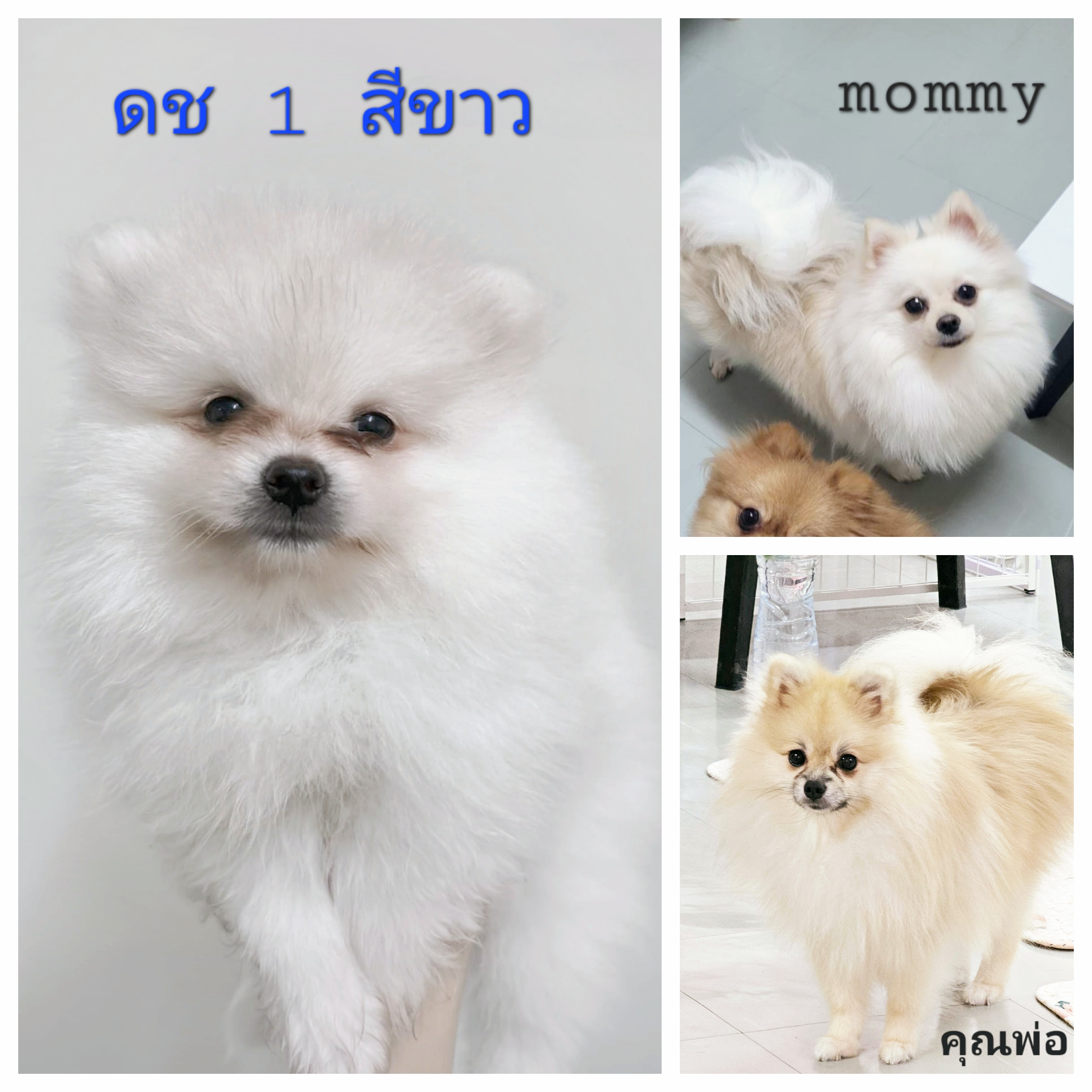สุนัขปอมเมอเรเนียน