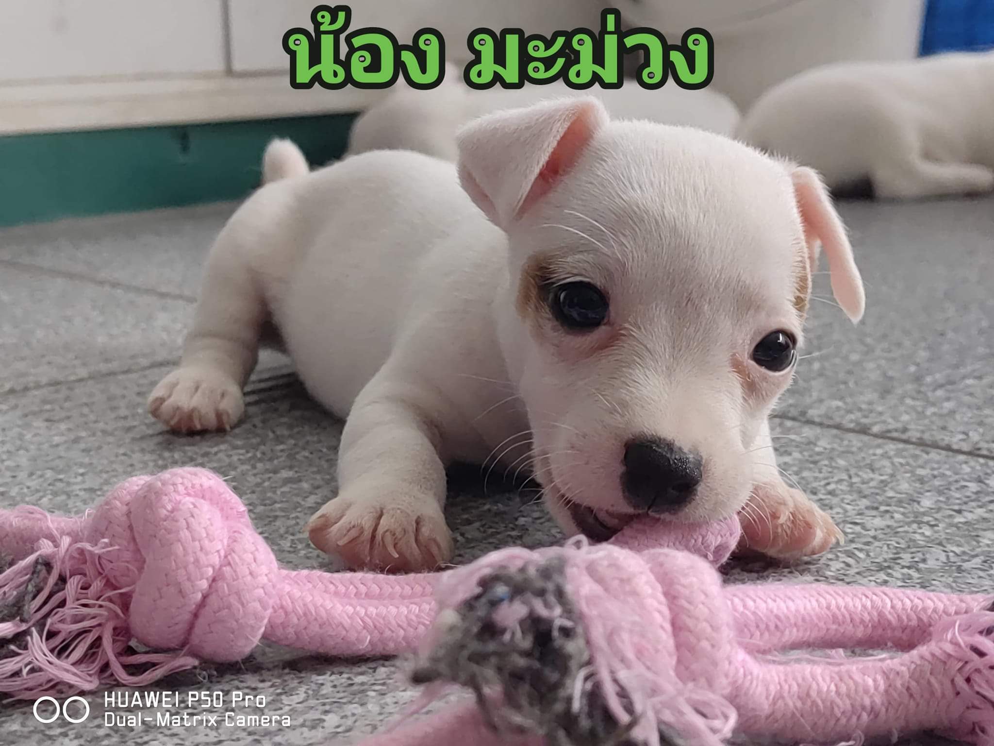 ขายลูกสุนัข