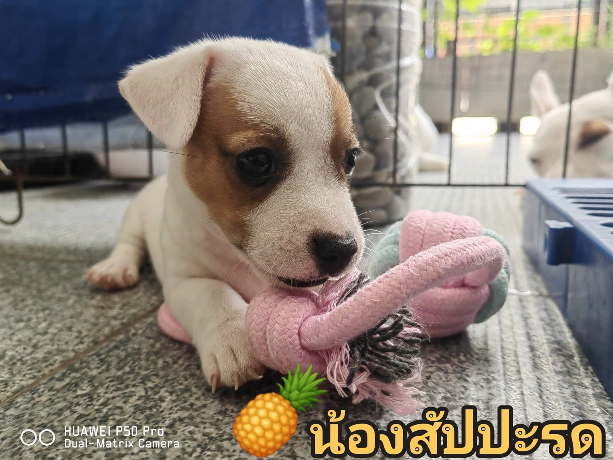 ขายลูกสุนัขแจ็ครัสเซลล์