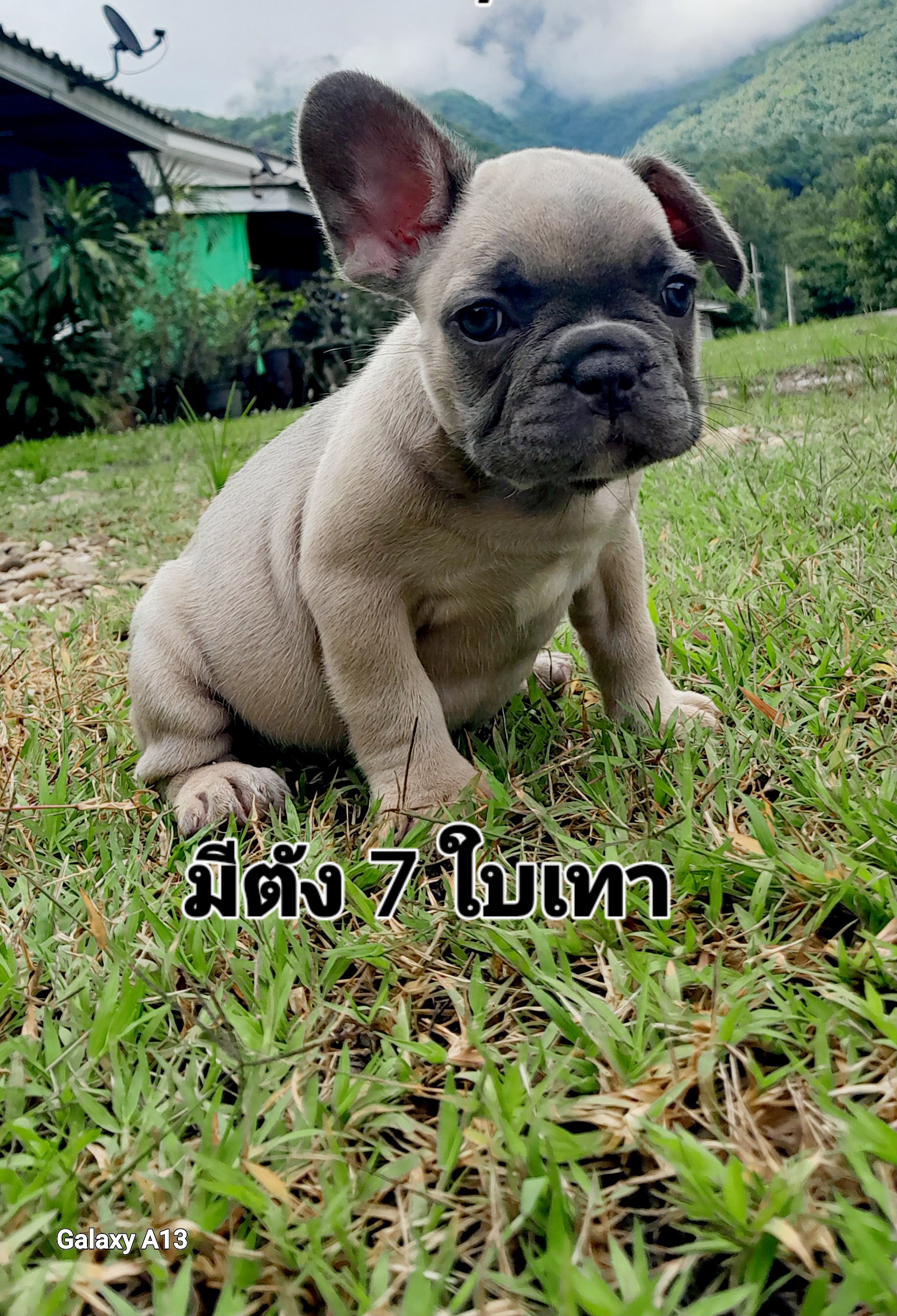 เฟรนบลูด็อกน่ารักกลมๆสั้นๆอ้วนๆ