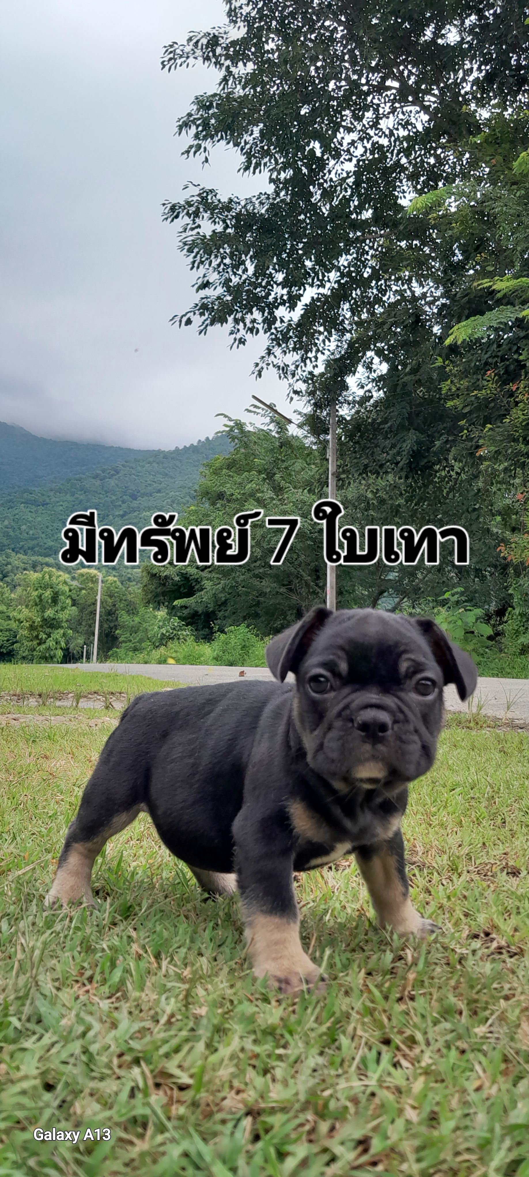 เฟรนบลูด็อกสั้นๆอ้วนๆน่าบีบๆ