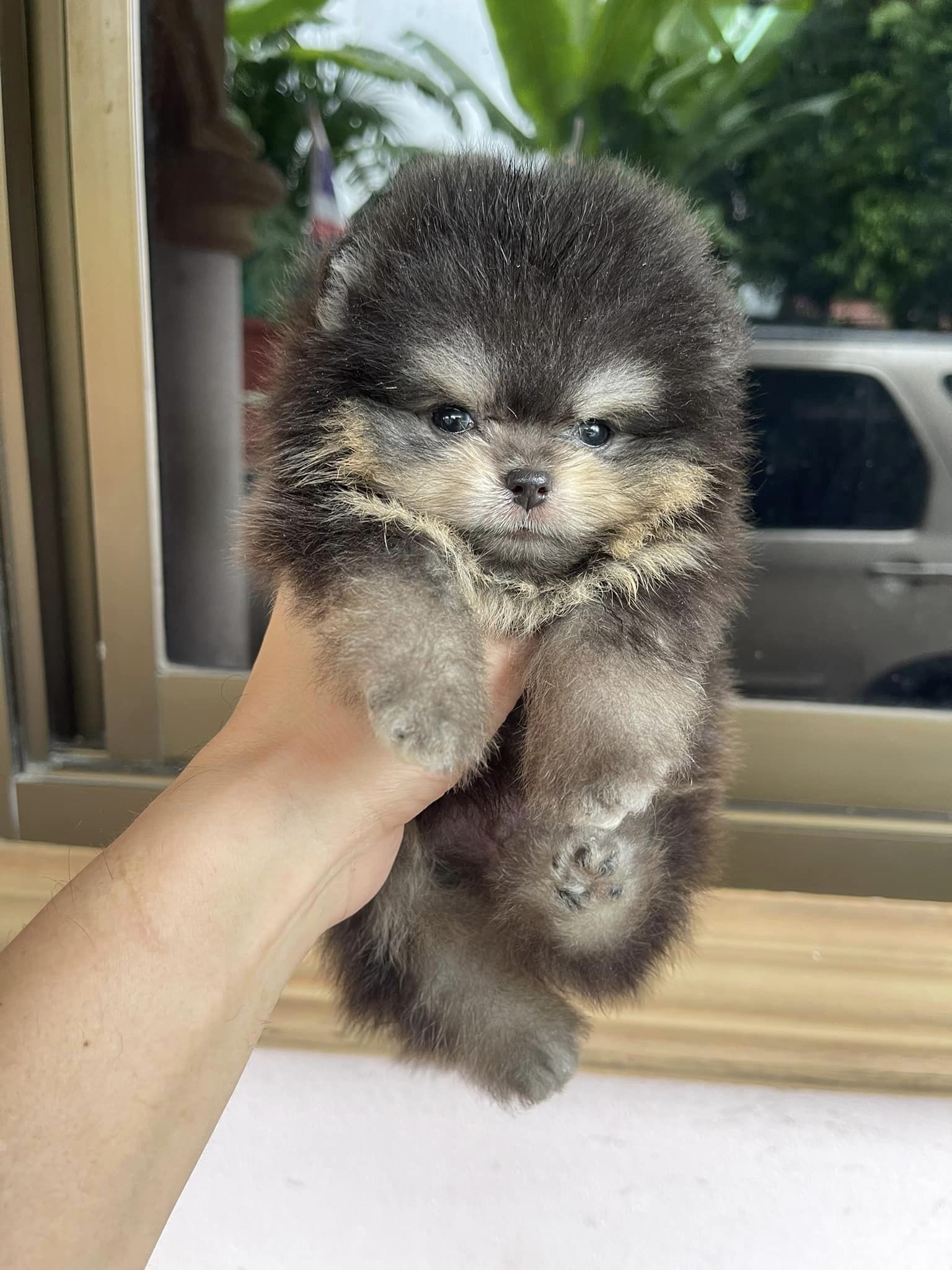ปอม
