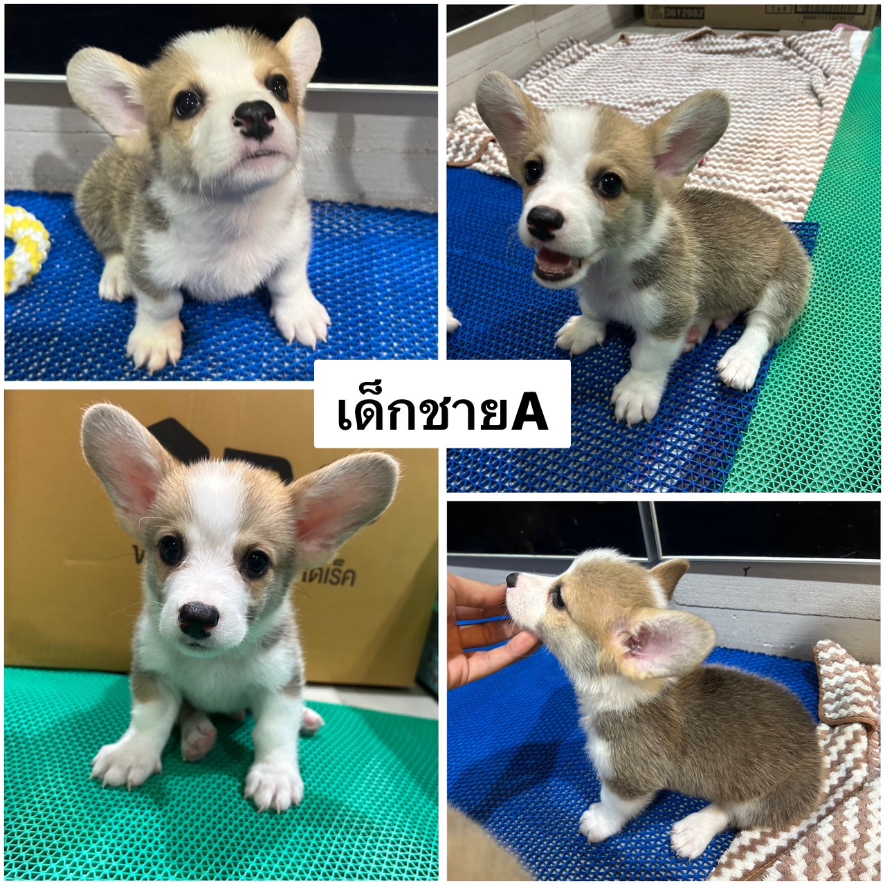 ลูกสุนัข