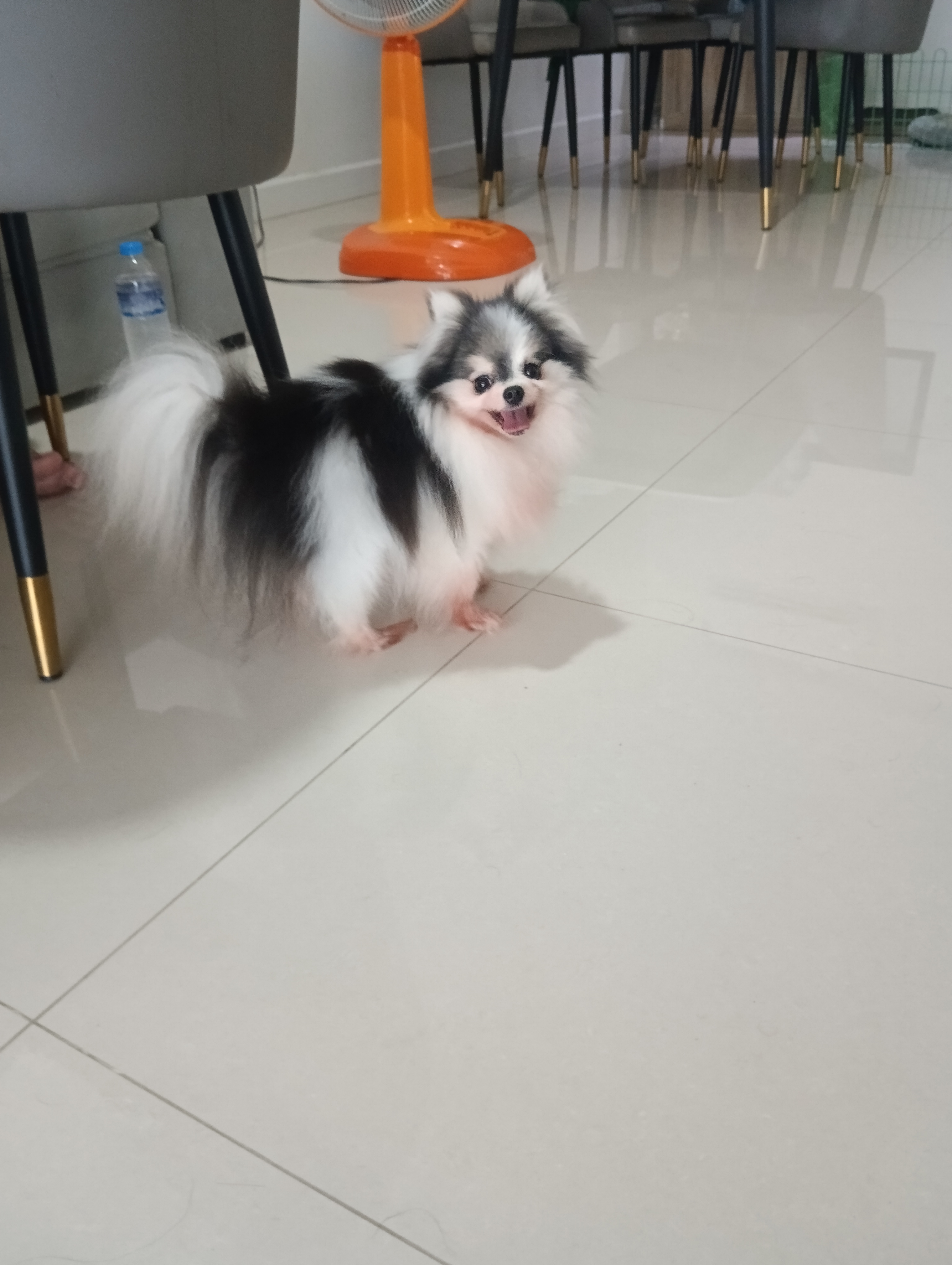 ปอมเพศเมีย