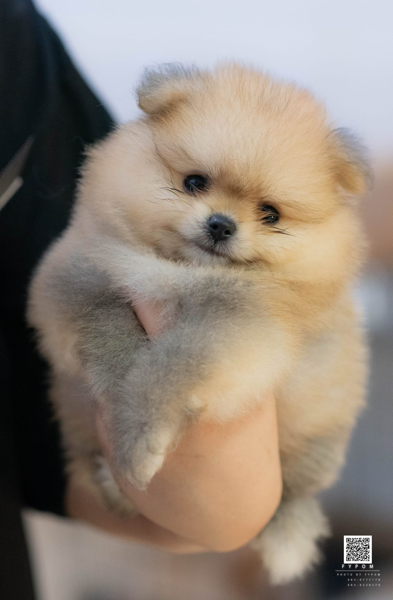 FYPOM