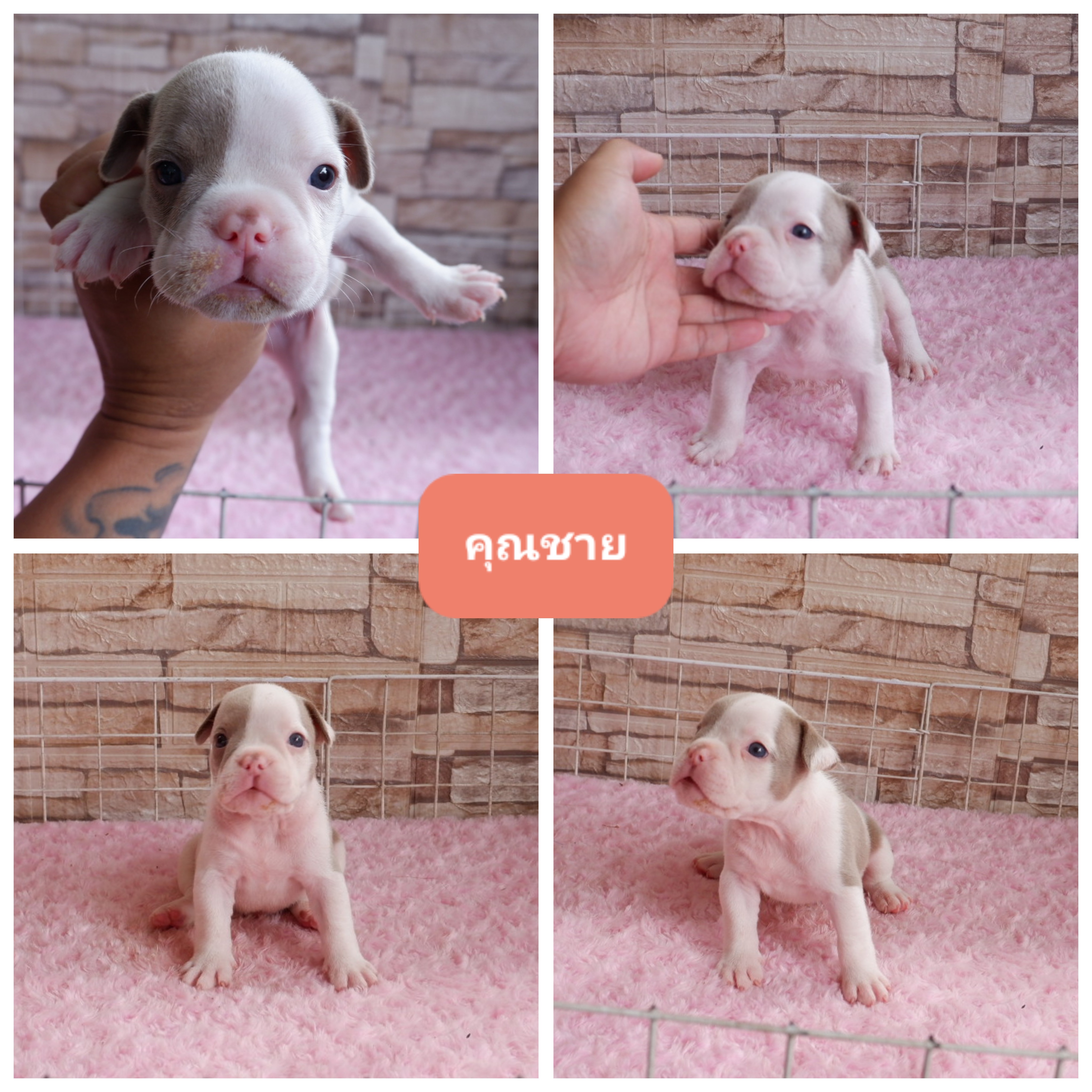 ลูกสุนัข