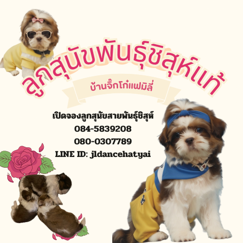เปิดจองบ้านให้ลูกสุนัขพันธุ์ชิสุห์หาดใหญ่