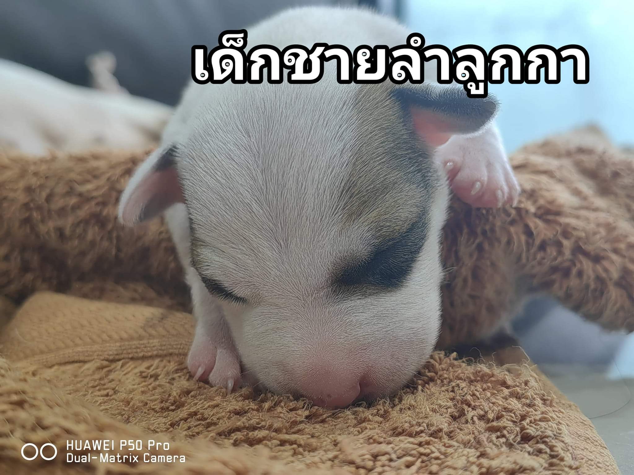 ลูกสุนัขแจ็ครัสเซล