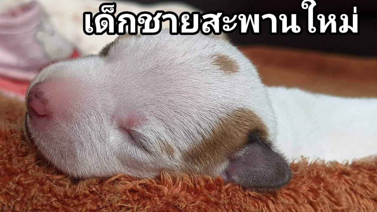 ขายลูกสุนัขแจ็ครัสเซล