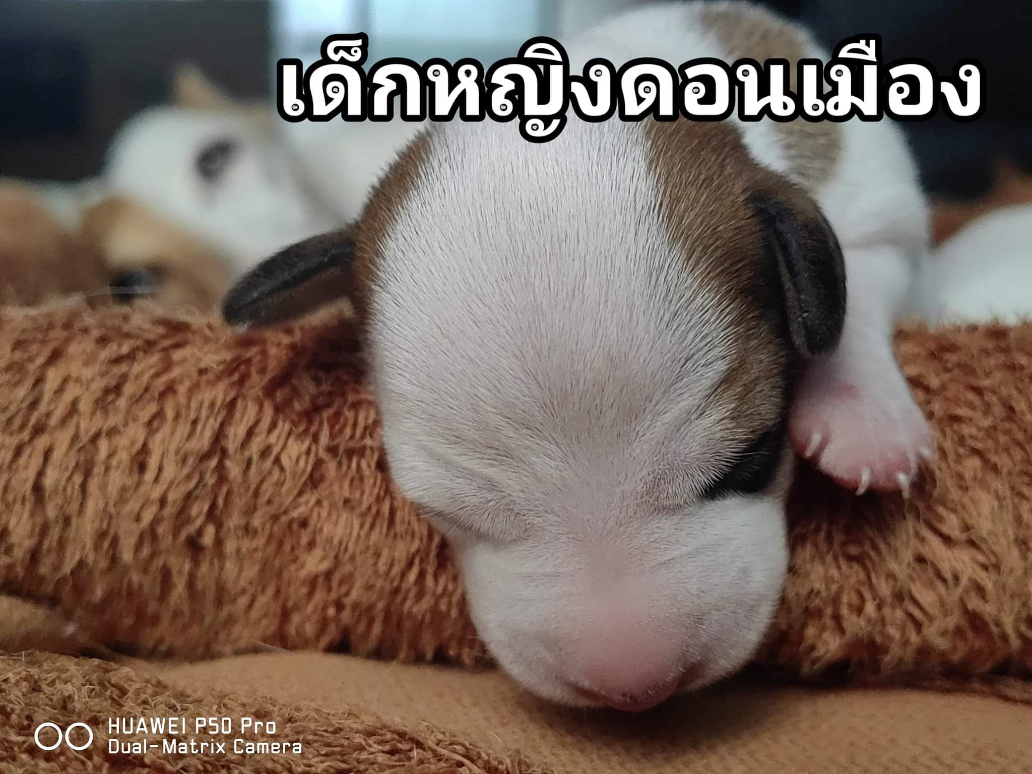 ขายลูกสุนัขแจ็ครัสเซล