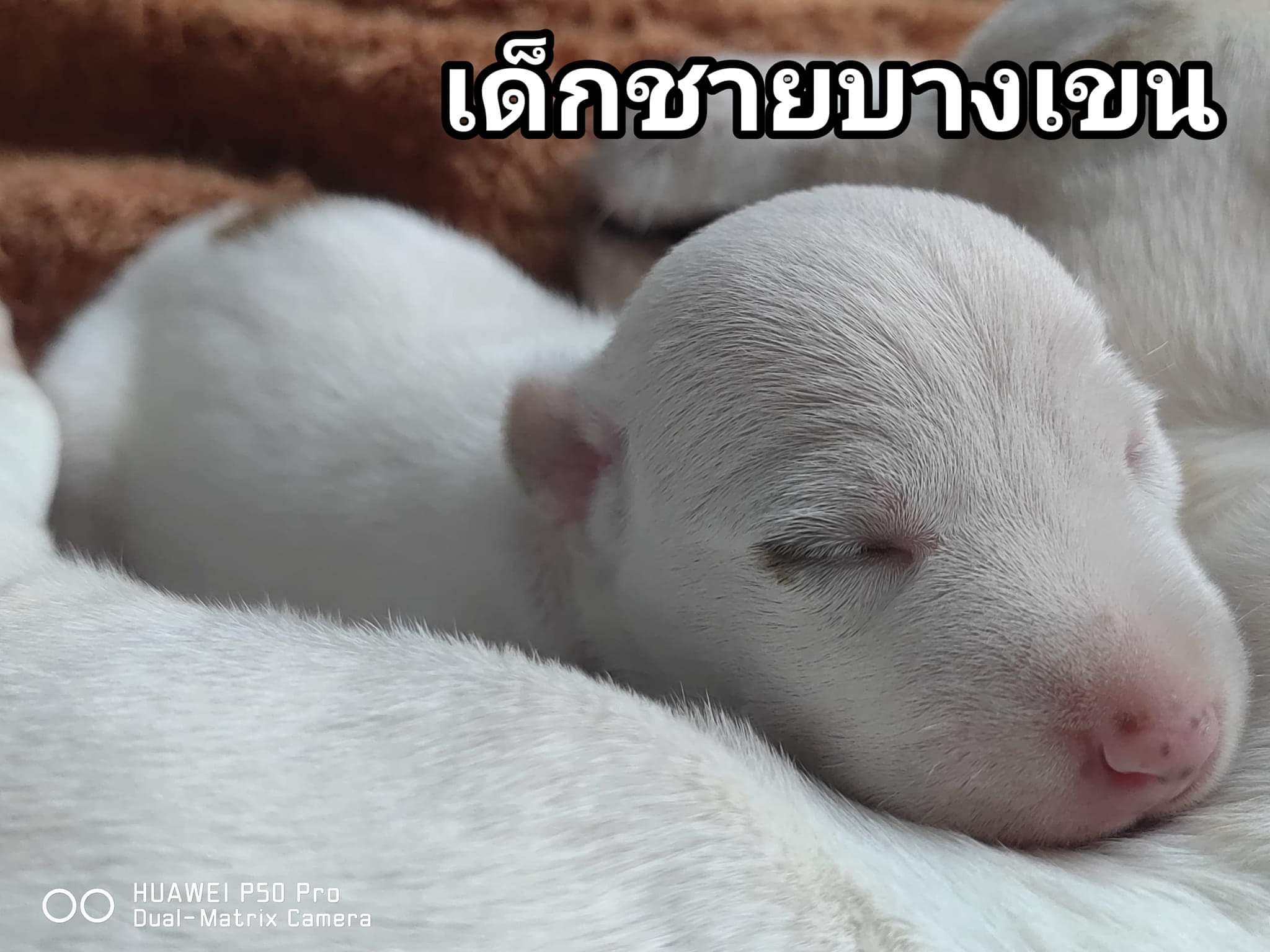 ลูกสุนัขแจ็ครัสเซล