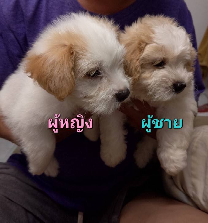 พุดเดิ้ล+ปอม