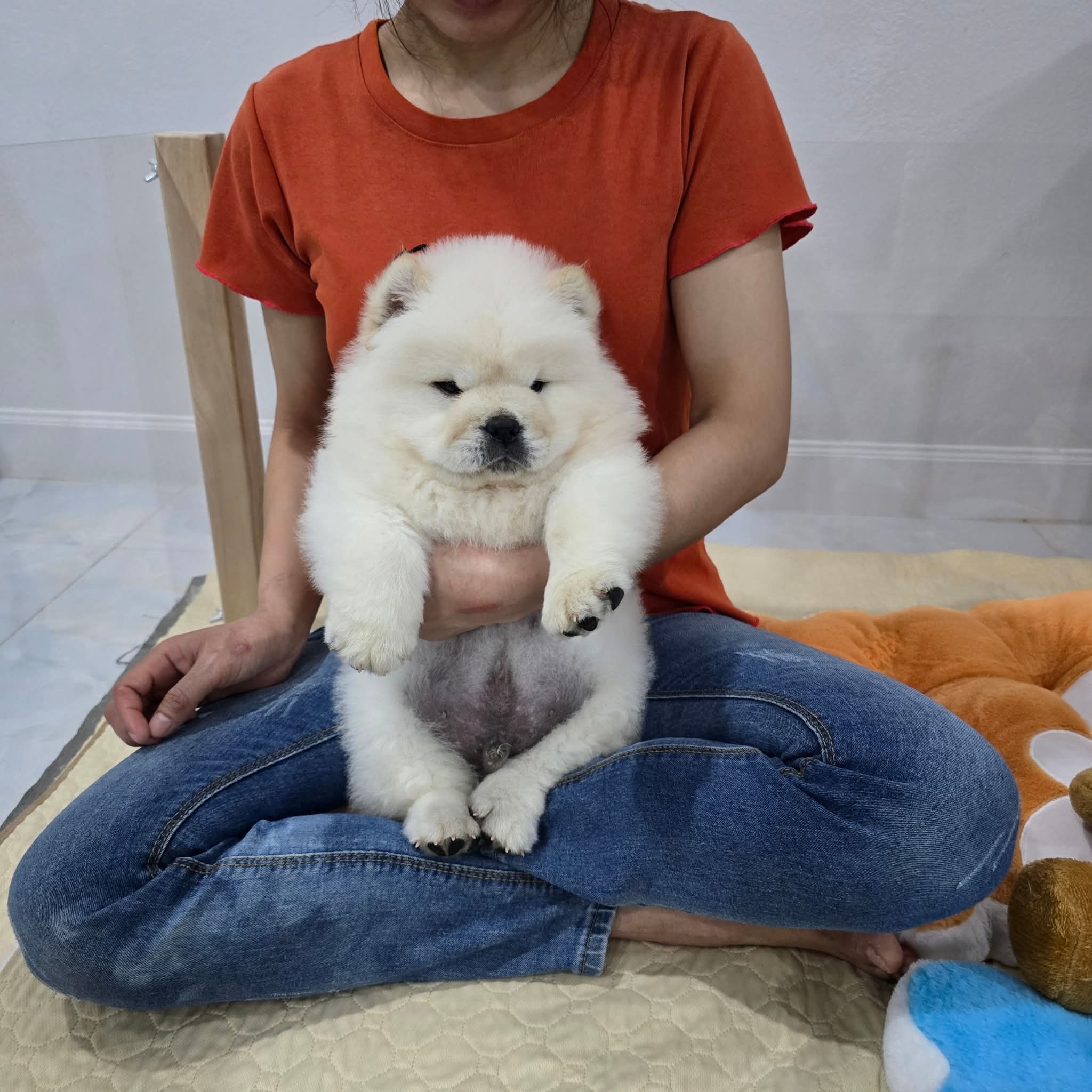เชาเชาแท้