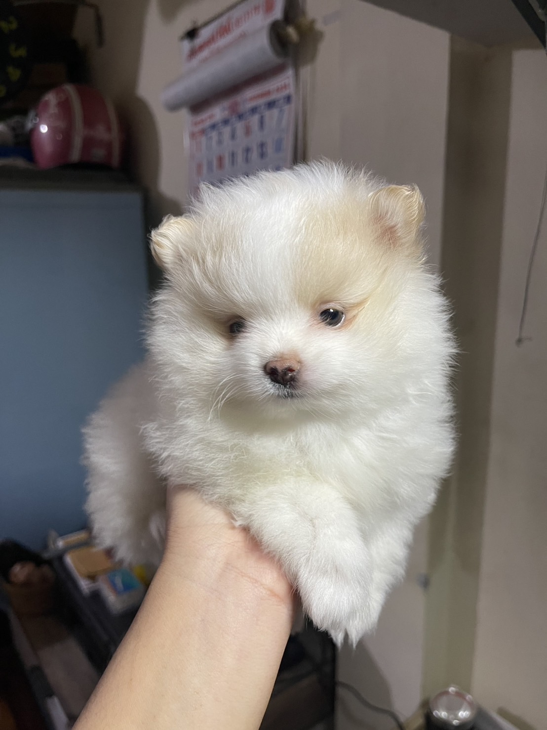 สุนัขปอมแท้