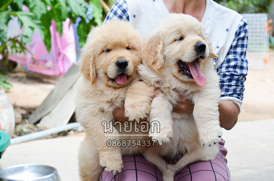 ลูกโกลเด้น