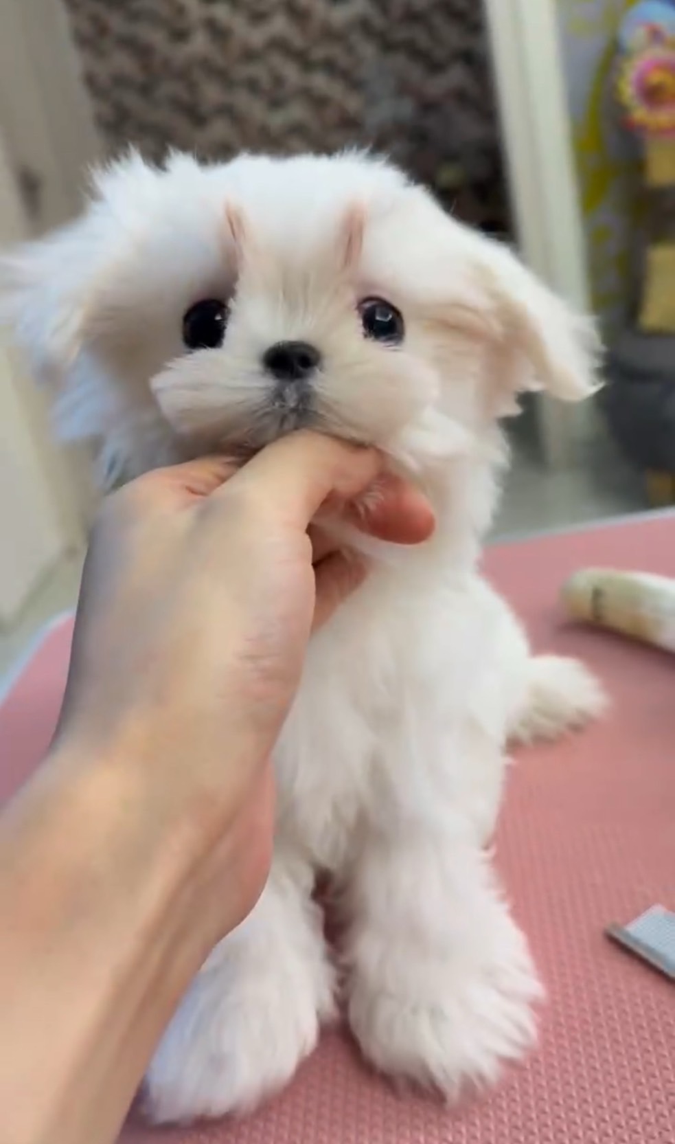 น้องมอลทีส