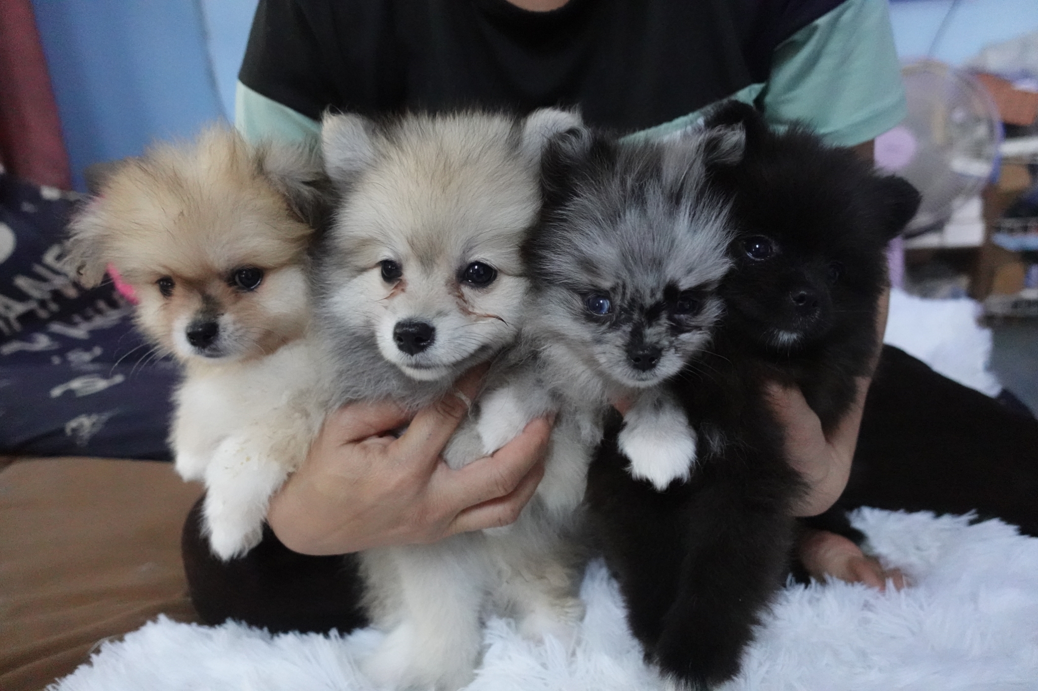 ขายน้องปอมเมริเนี่ยนอายุ2เดือน