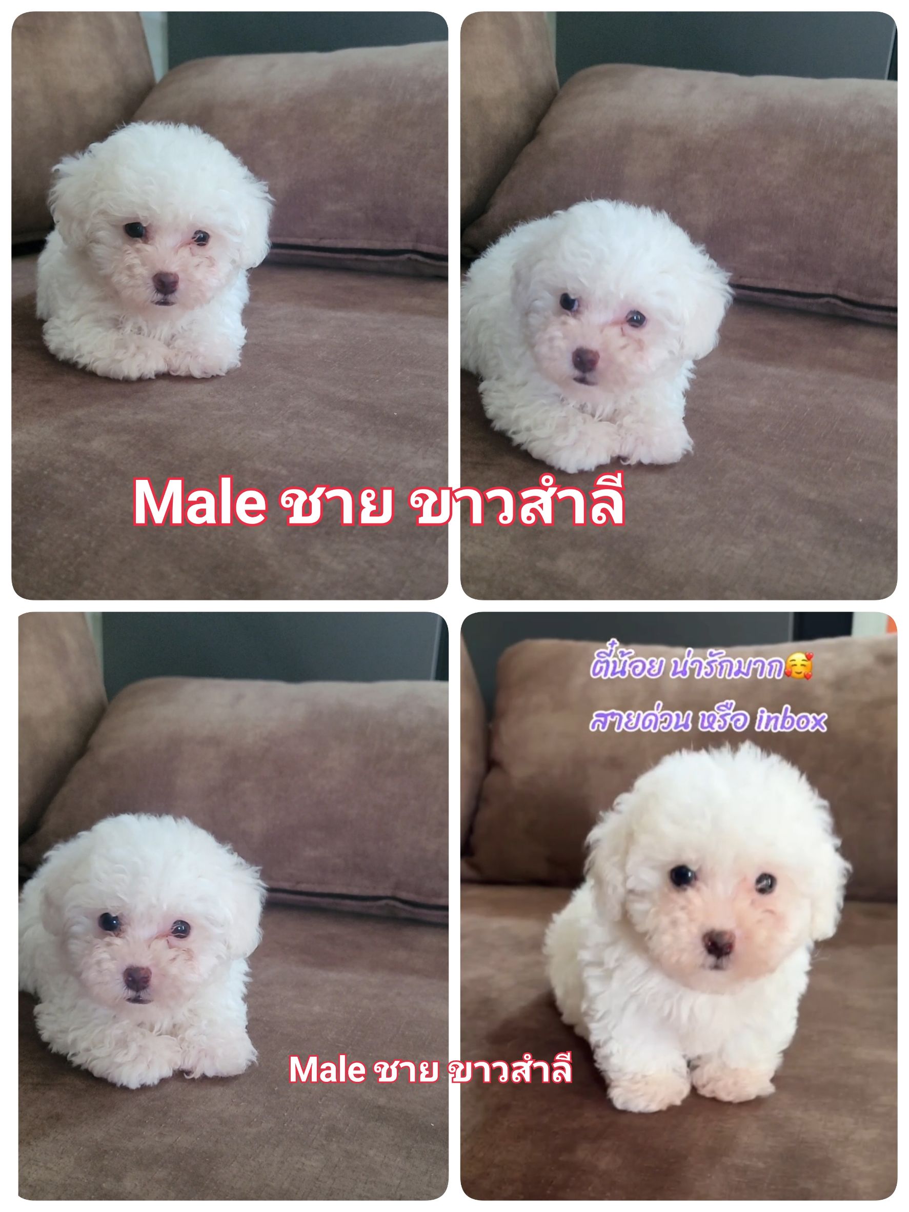 Poodle
