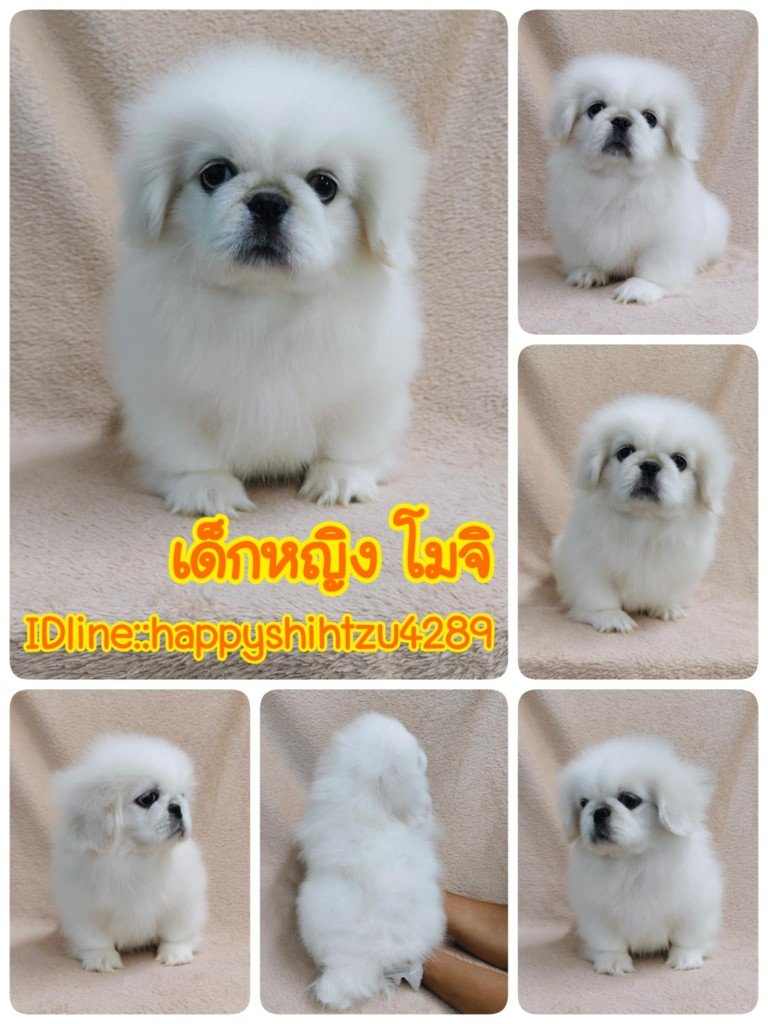 ปักกิ่งแท้