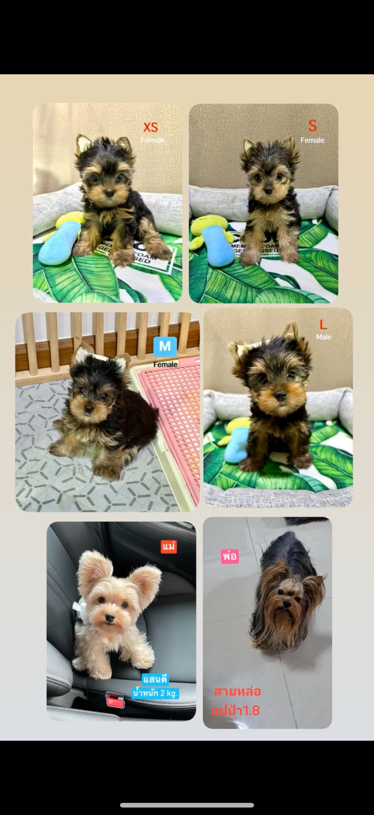 ขายน้องหมาสายพันธุ์ยอร์คเชียร์เทอเรีย