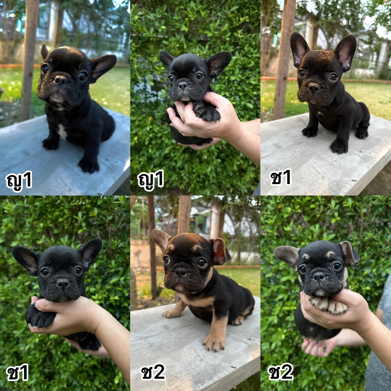ขายลูกสุนัขเฟร้นบลูด็อกแท้