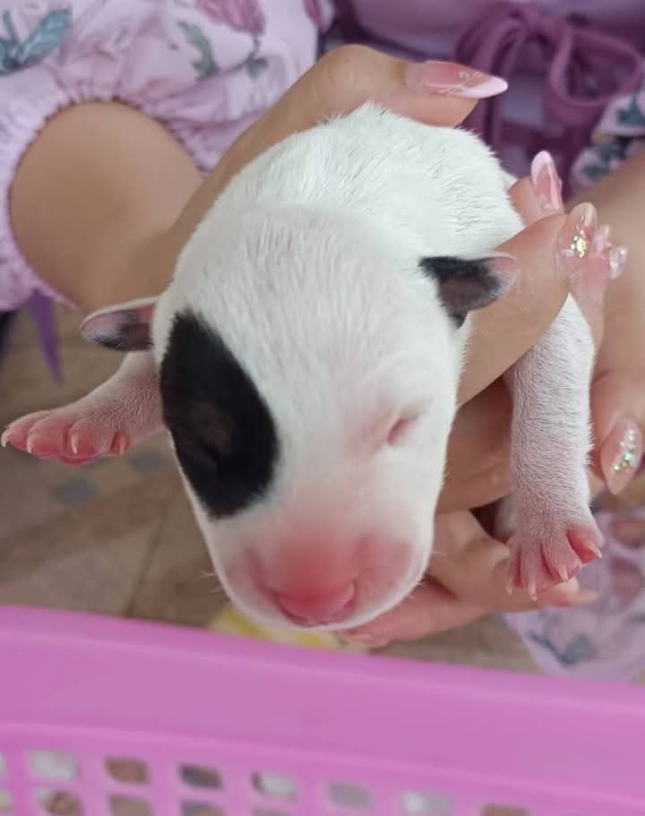 สุนัขบลูเทอเรีย