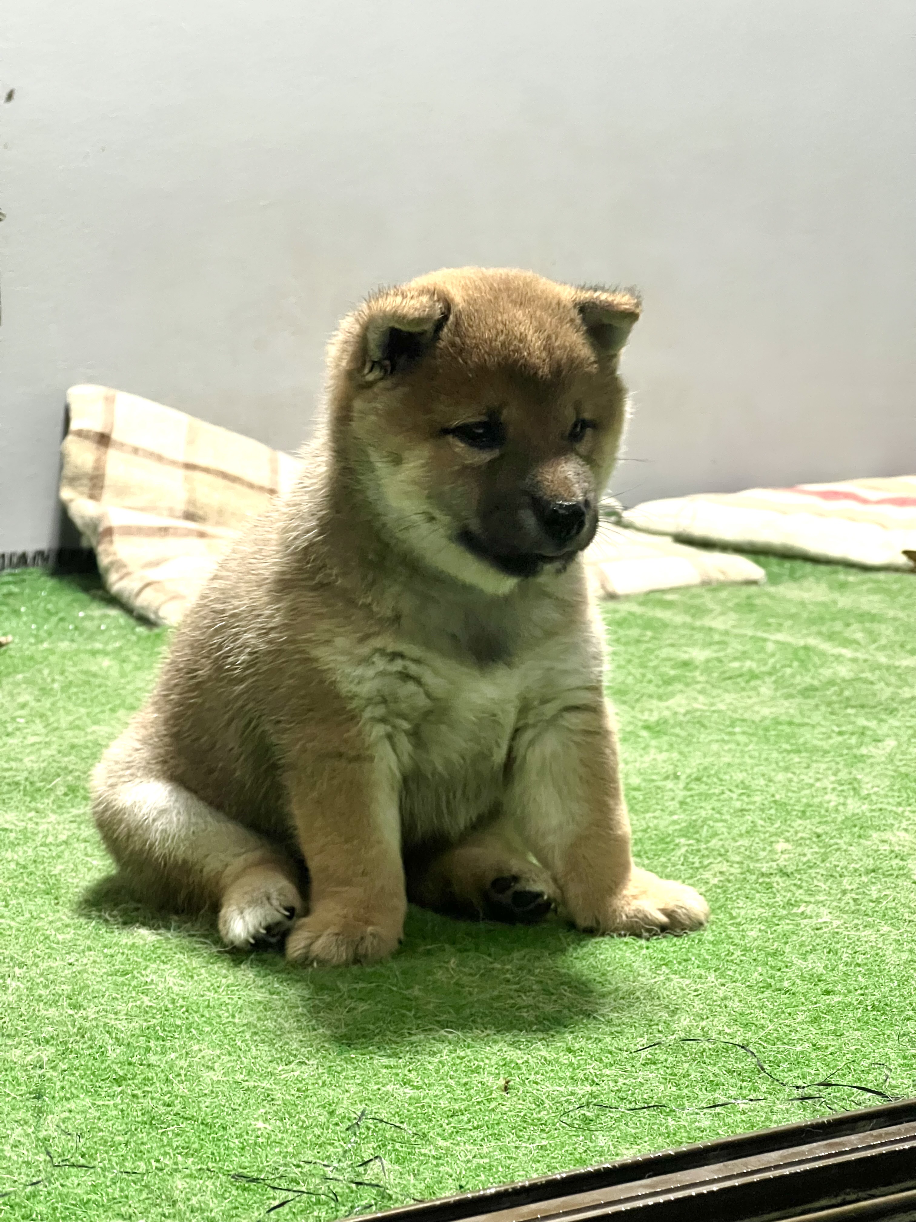 ลูกสุนัขชิบะ