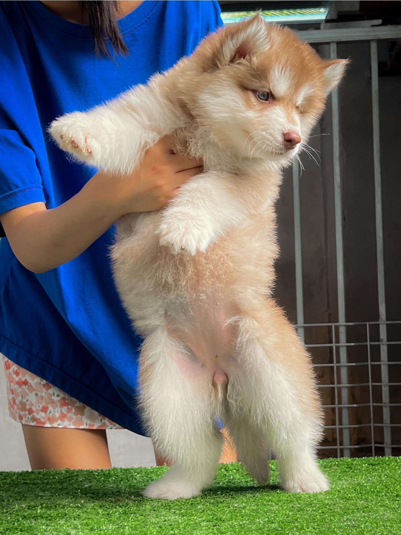 จำหน่าย-ไซบีเรียนฮัสกี้วูลลี่โค้ดเกรด